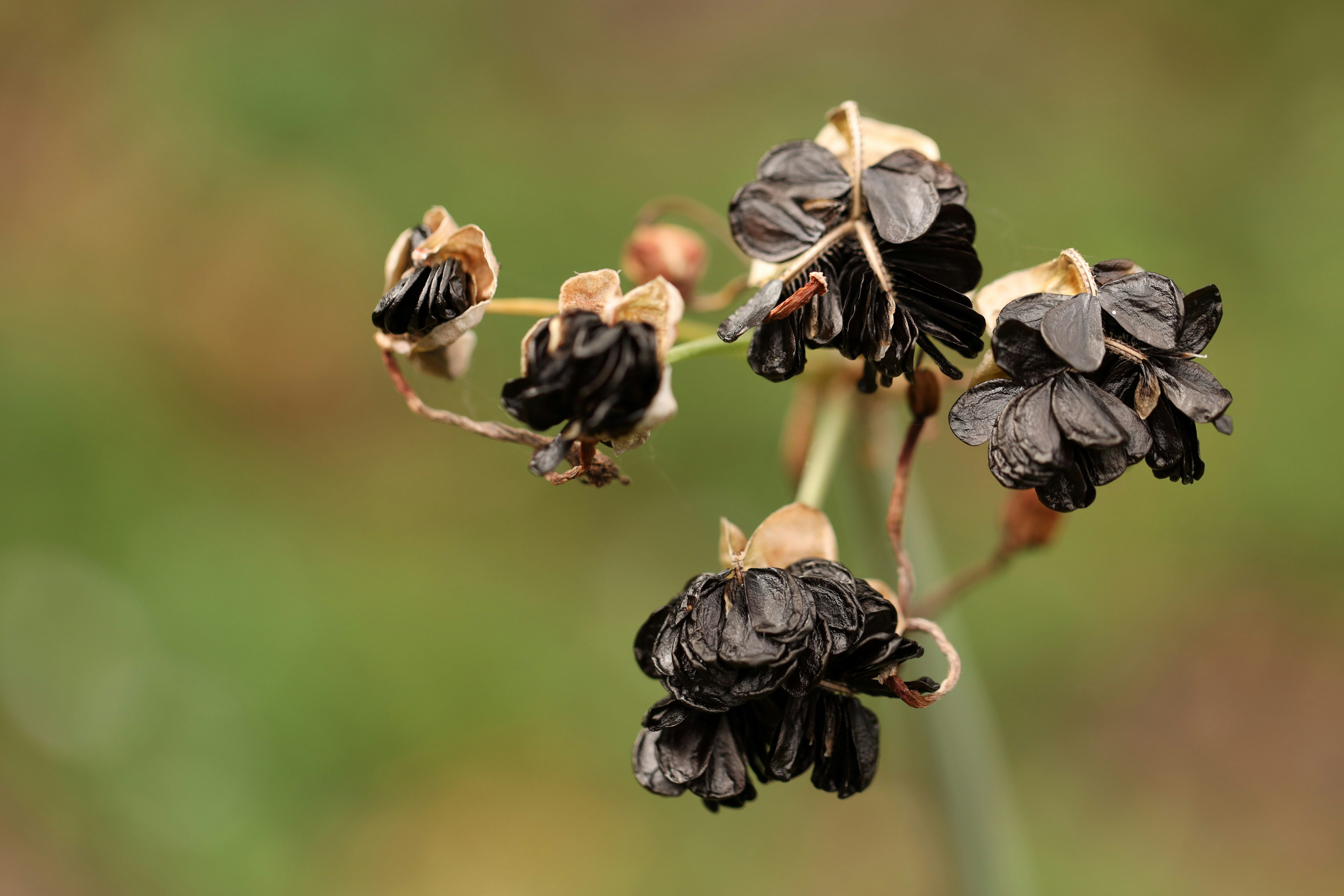 Vainas de semillas secas con semillas negras sobre fondo verde