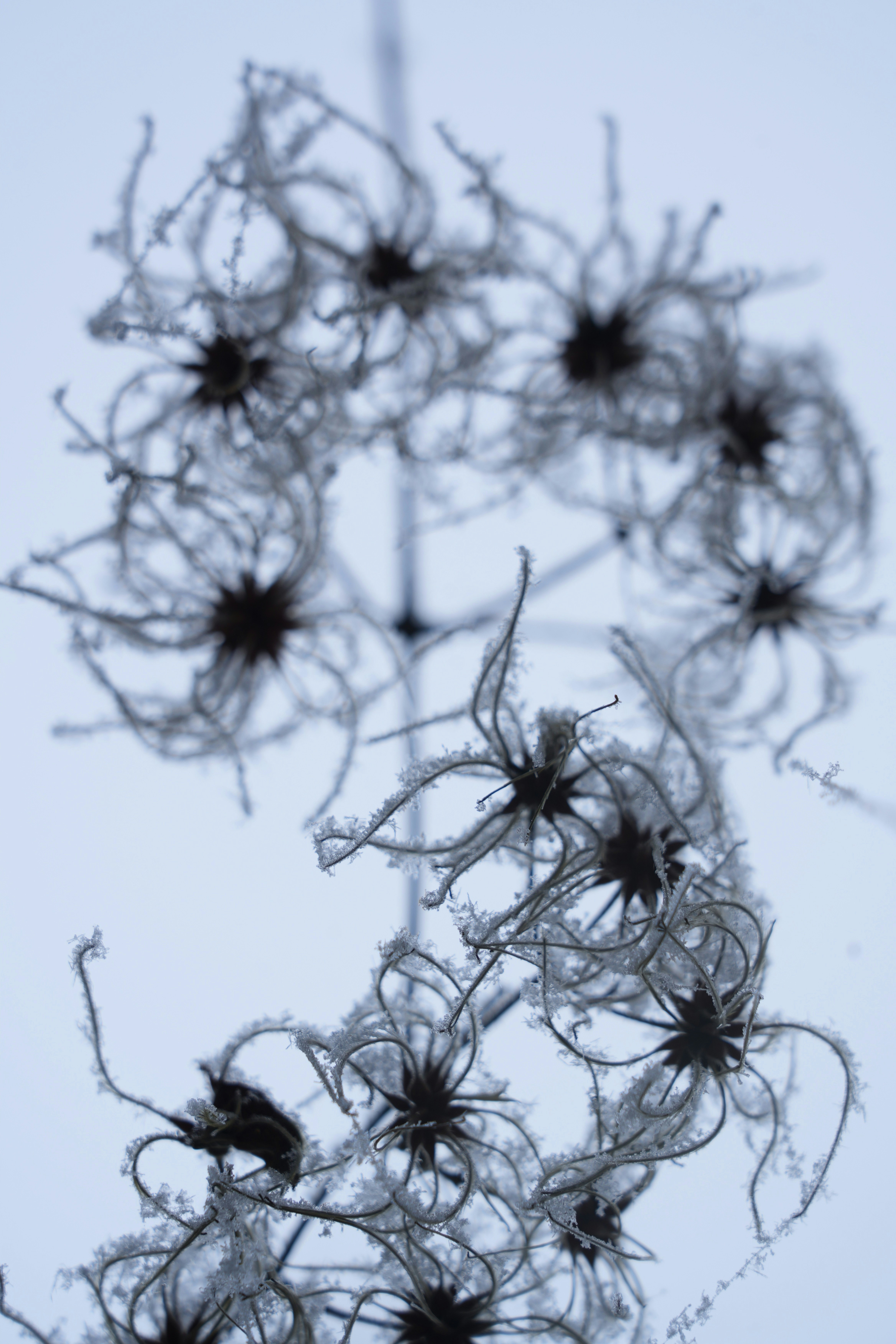 Frostbedeckte Samenstände