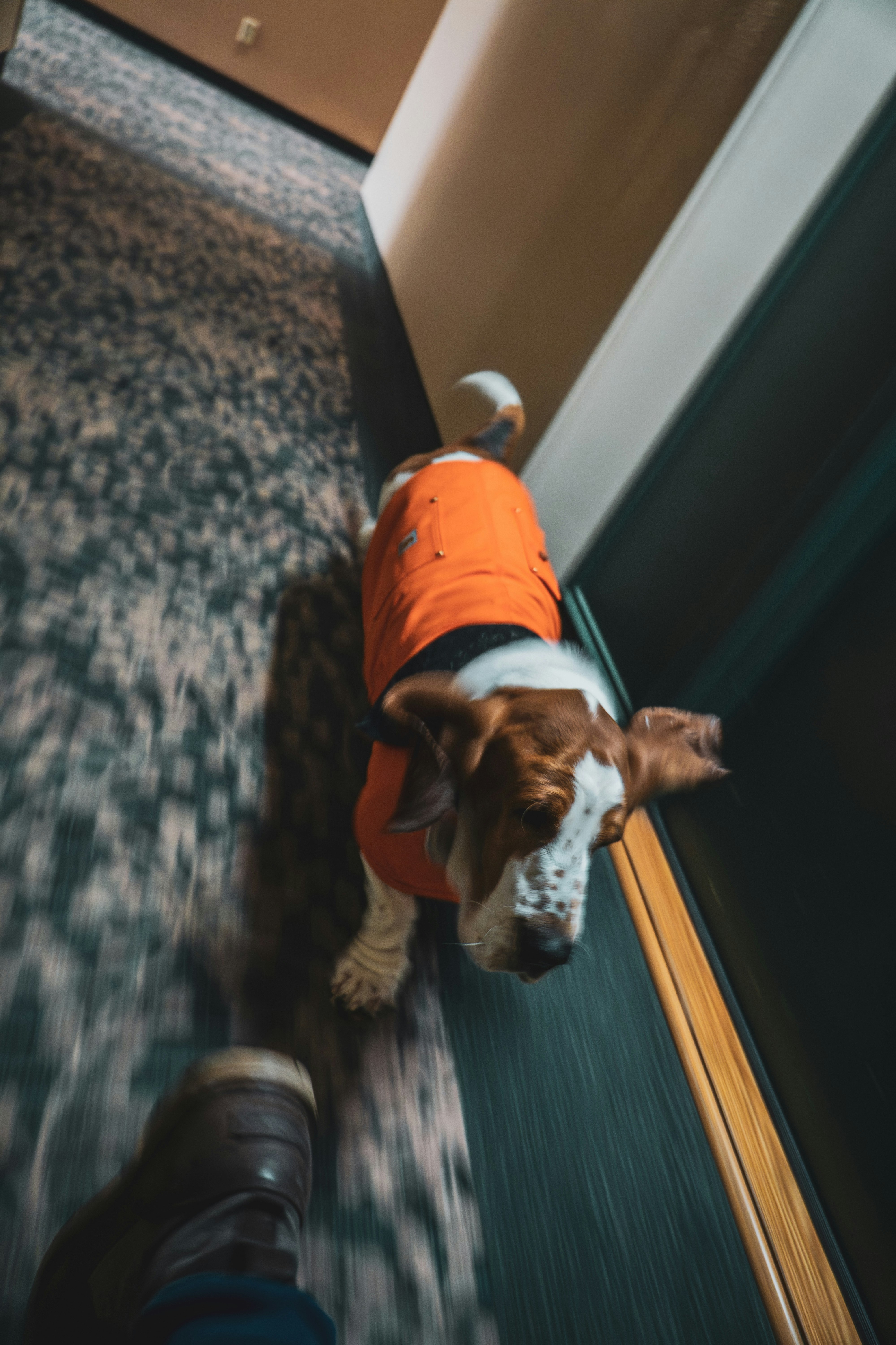 Basset hound in orange sweater walks down hallway