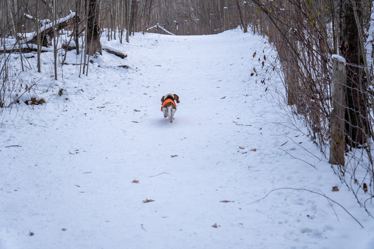 Dog running on snowy forest path