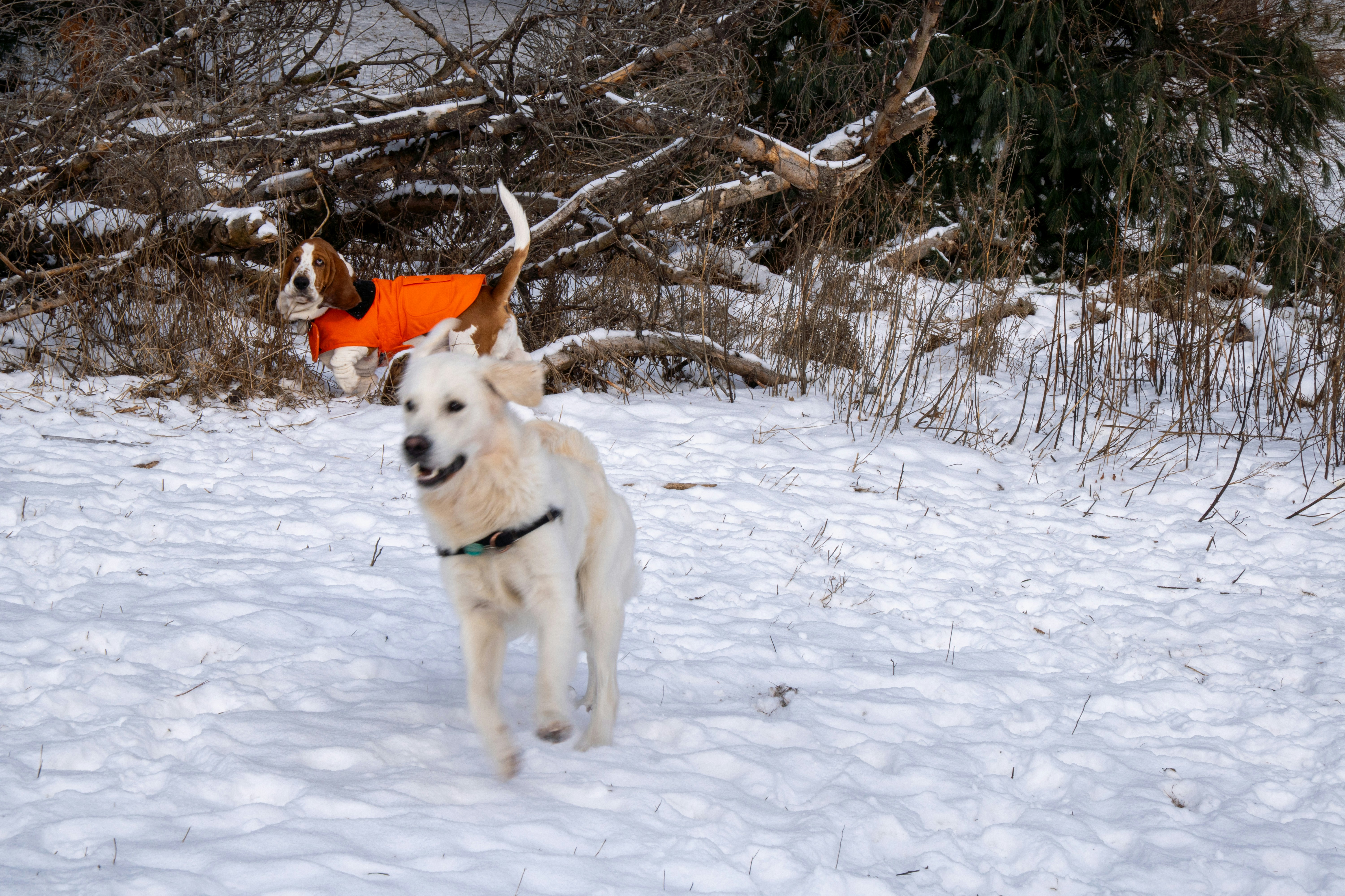 Two dogs playing in the snow