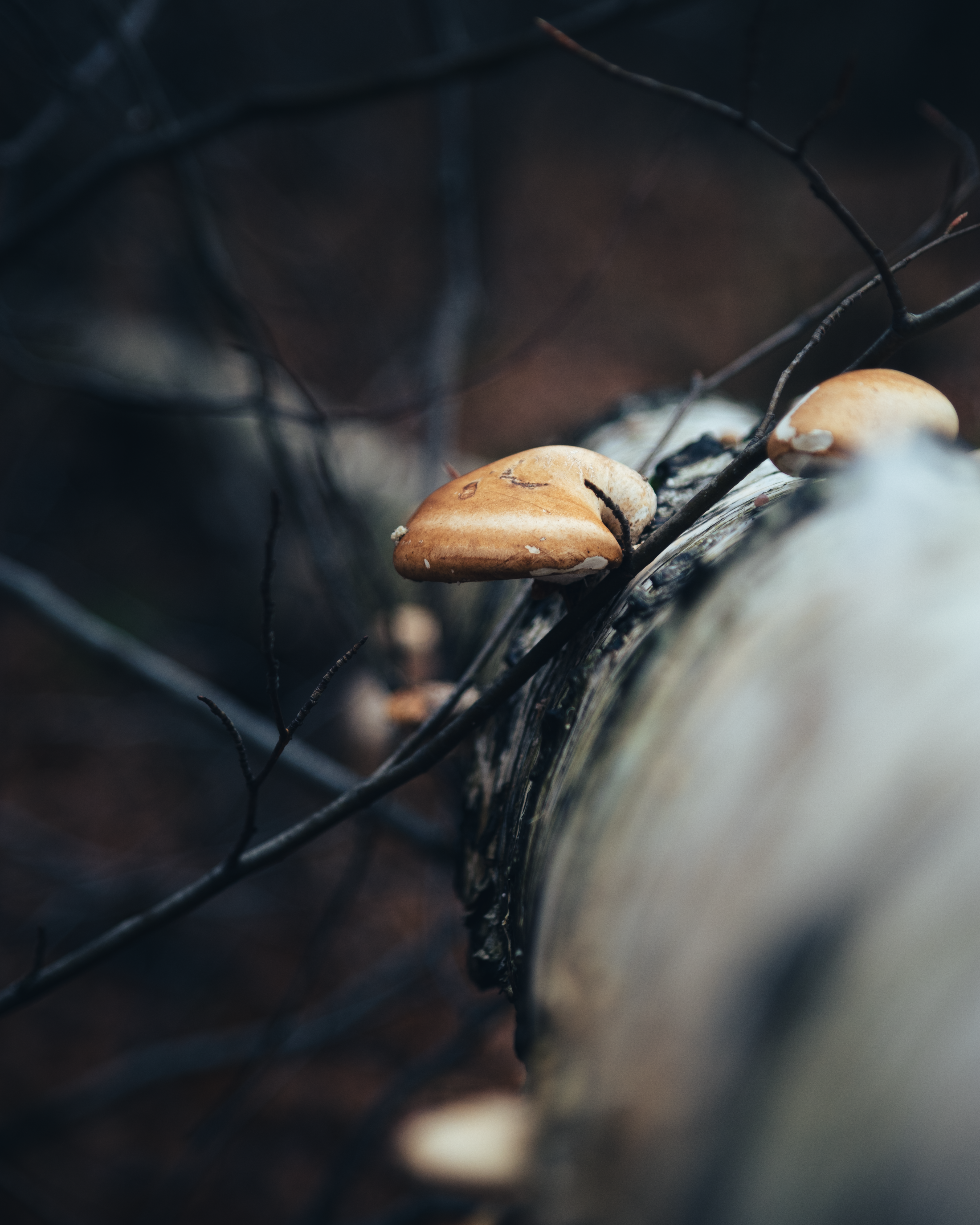 Mushrooms growing on a fallen log in the forest.