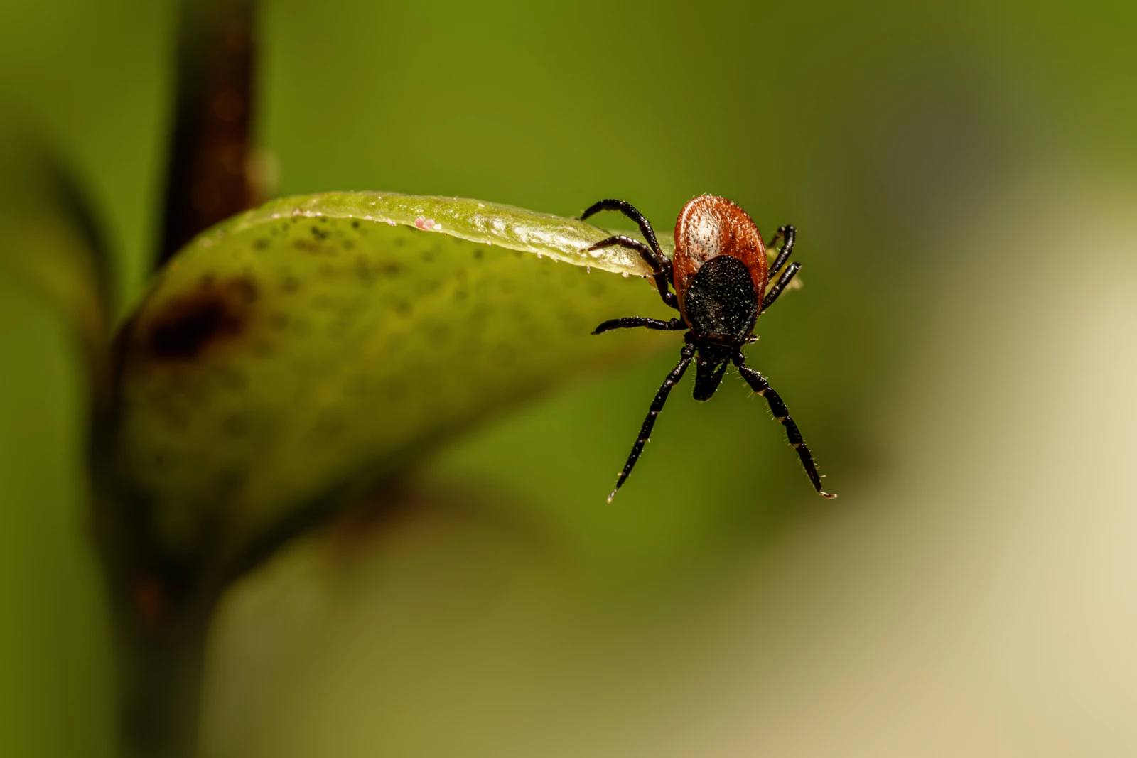 Chinese Researchers Identify New Tick-Borne Virus Behind Mystery Fevers