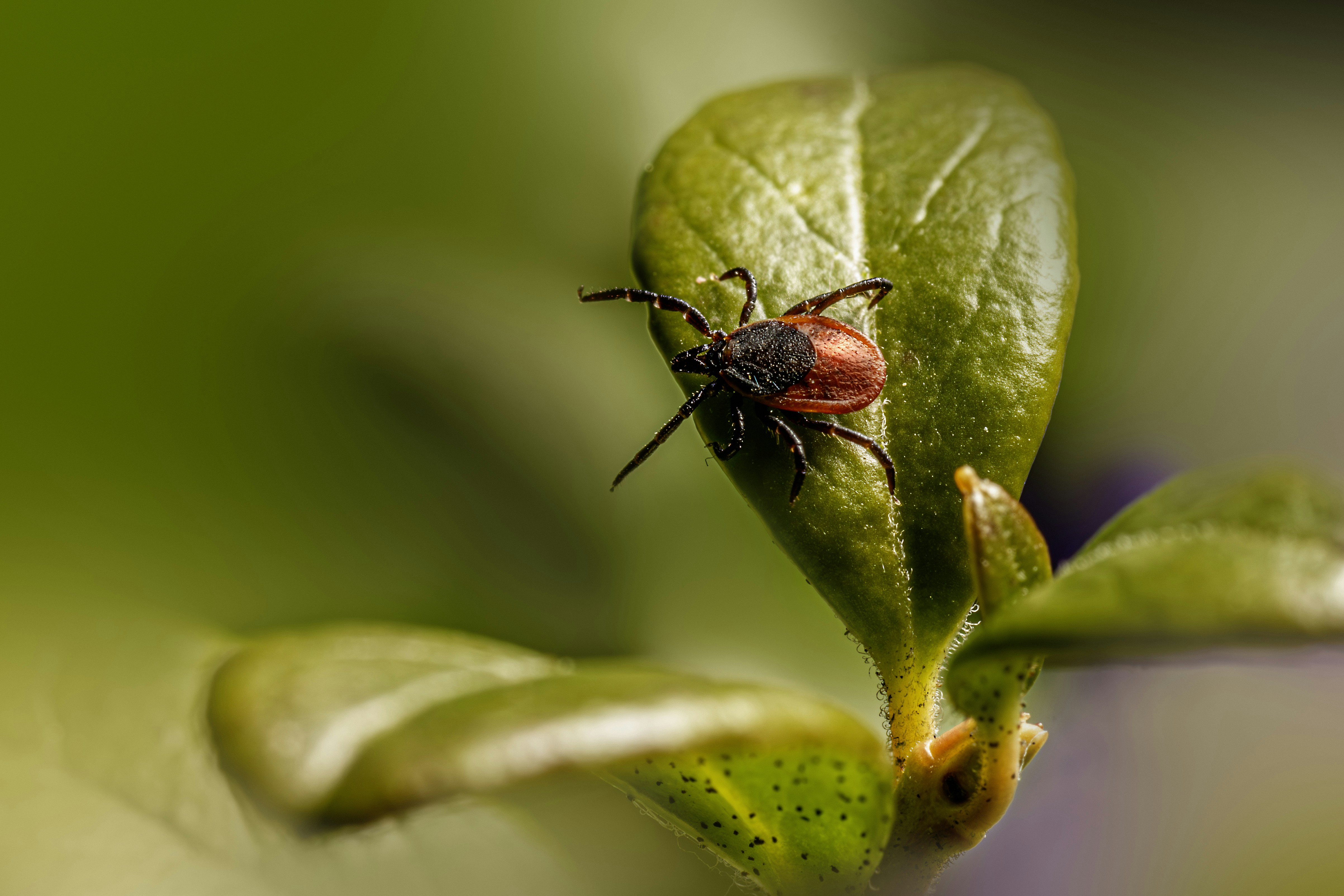 Photo by erik_karits