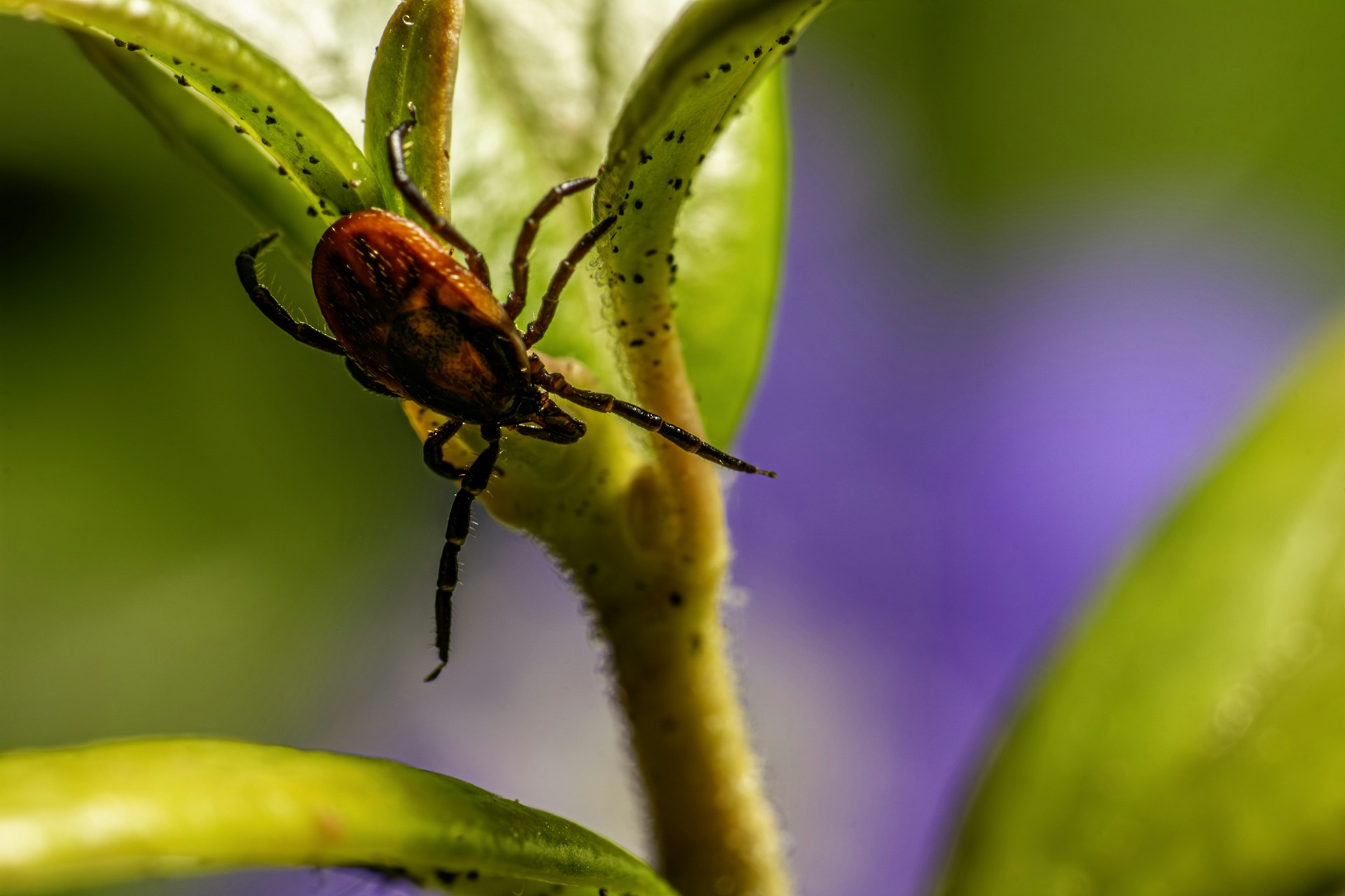 A red tick clings to a green plant stem.