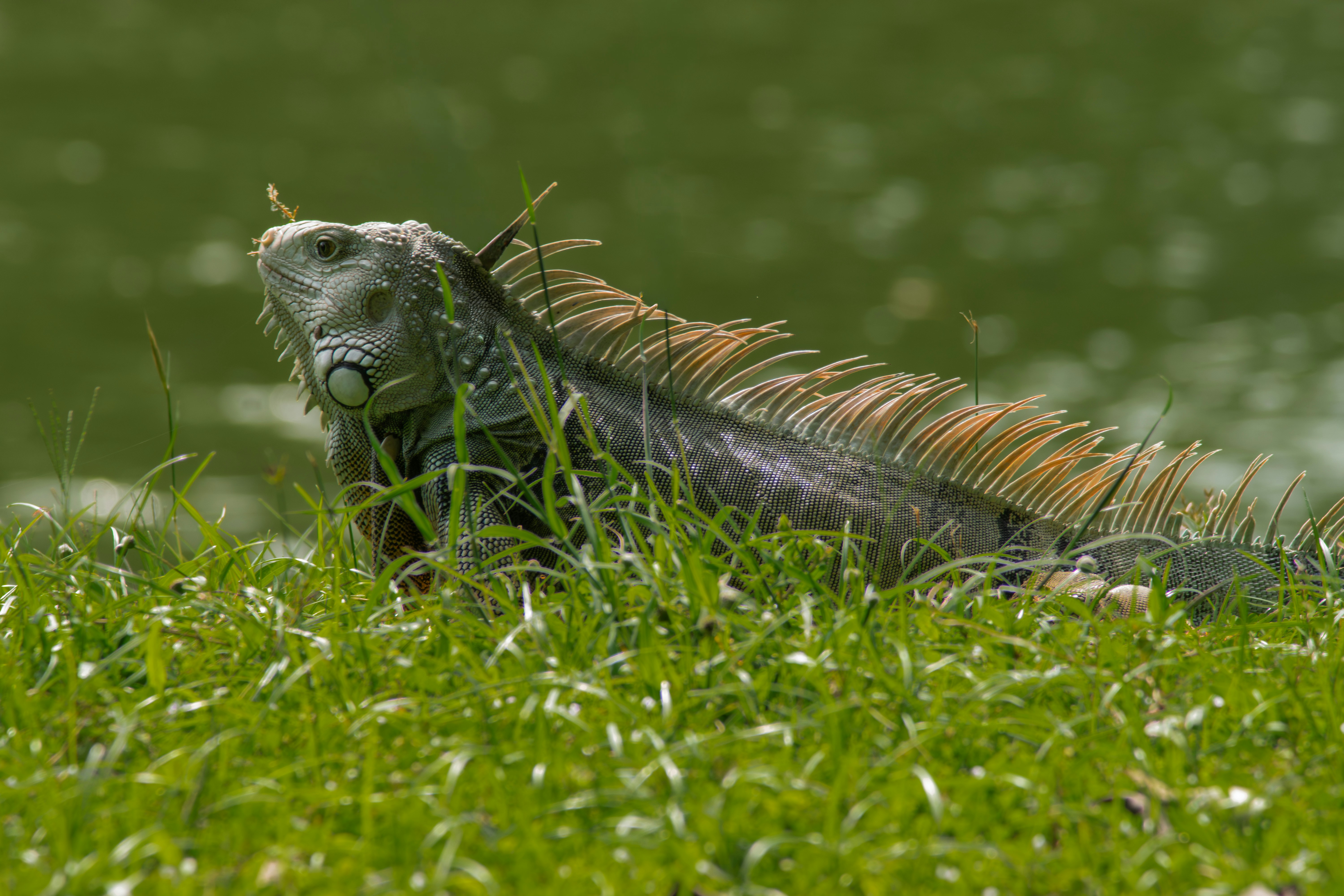 An iguana rests on grassy ground near water.