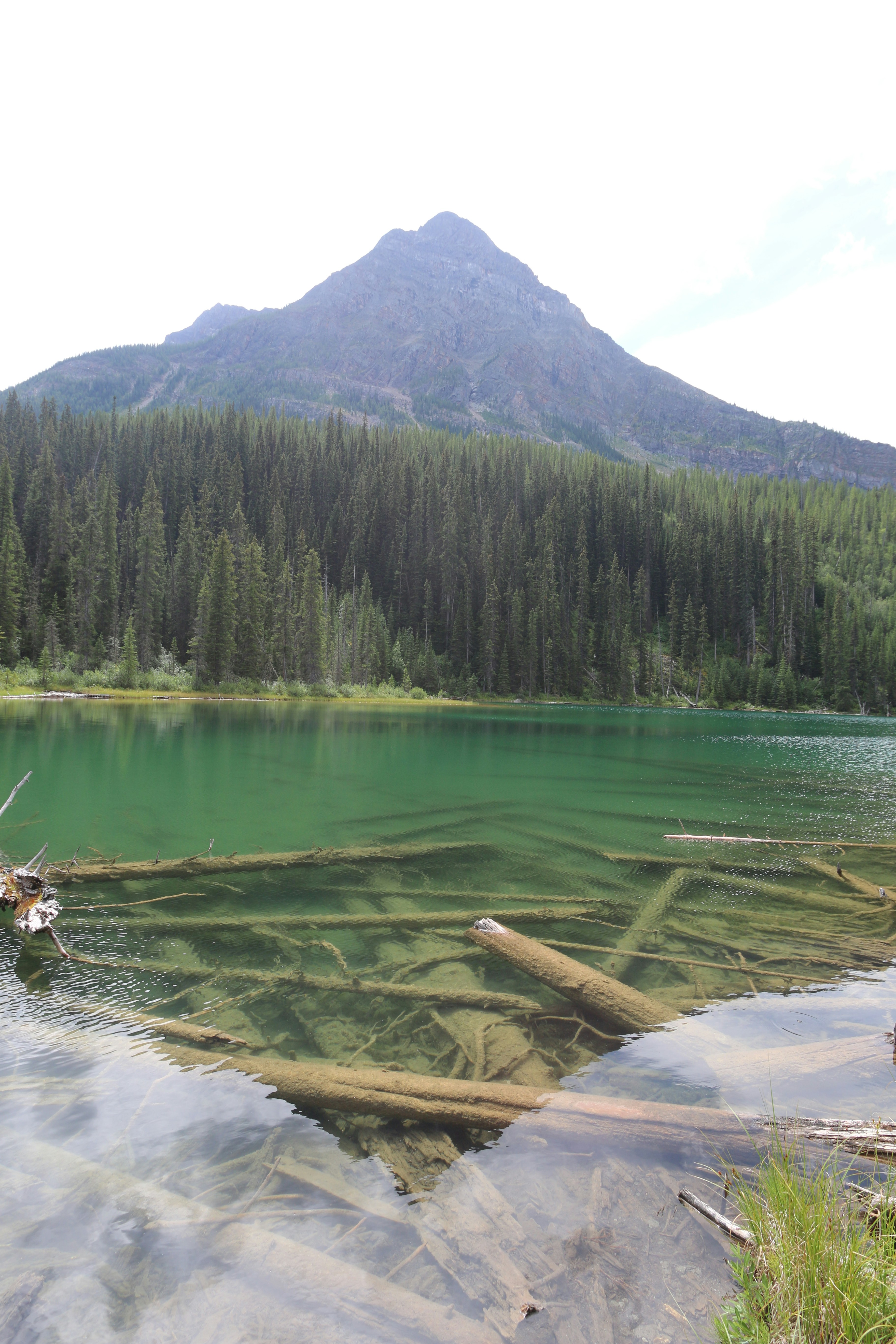 Des troncs submergés dans un lac vert clair avec un fond montagneux