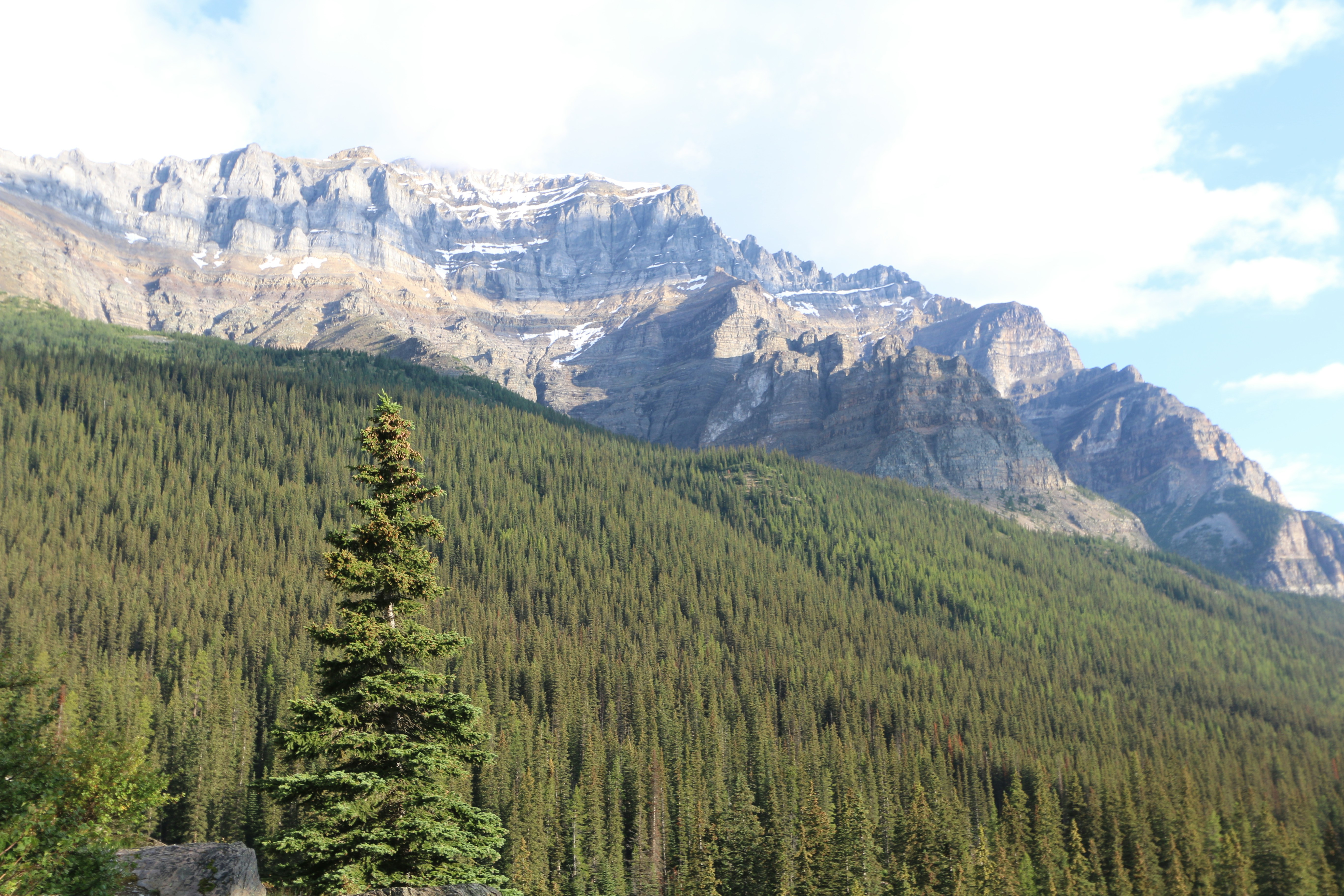 Dense evergreen forest below rocky mountains