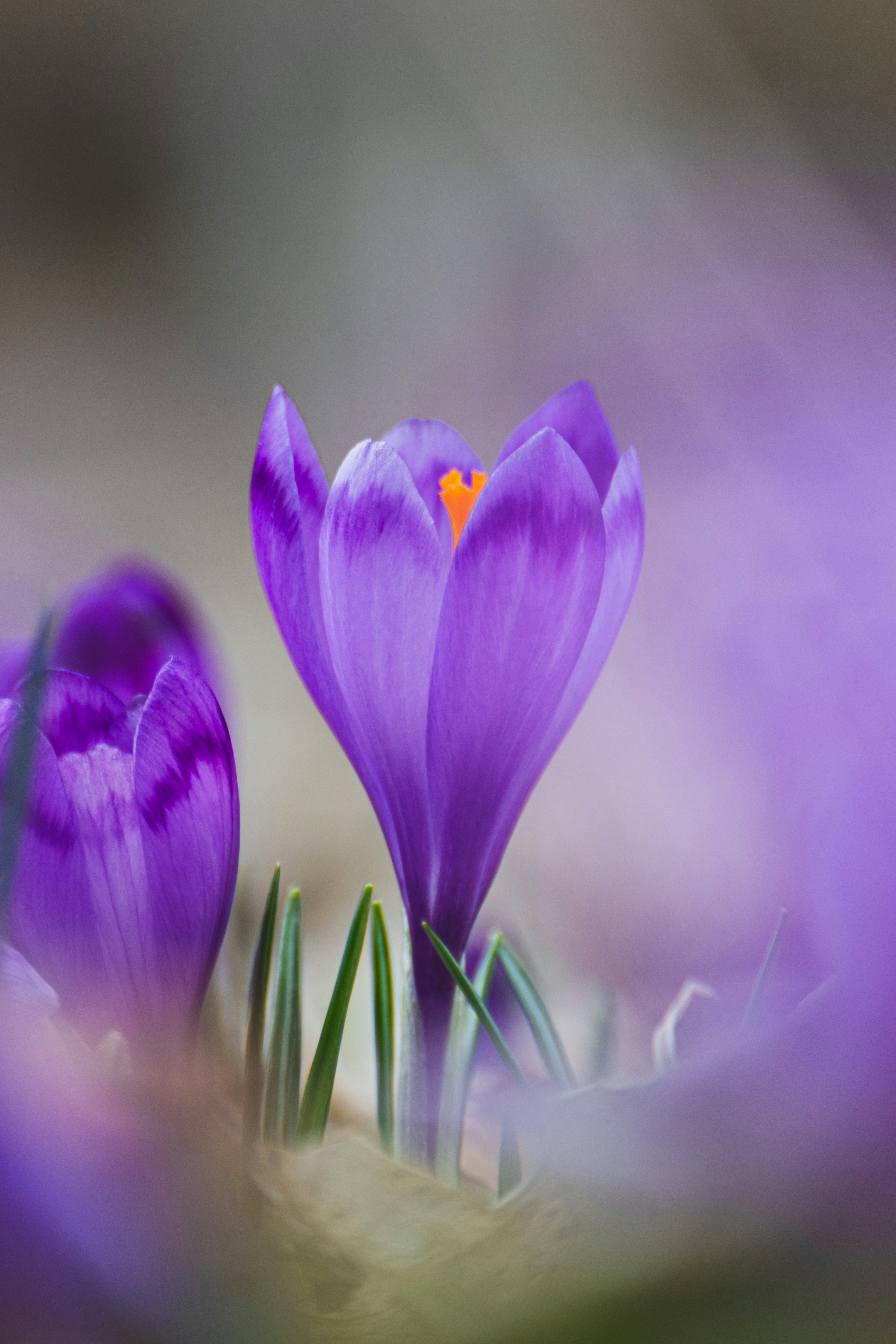 Photo by adialbulescu