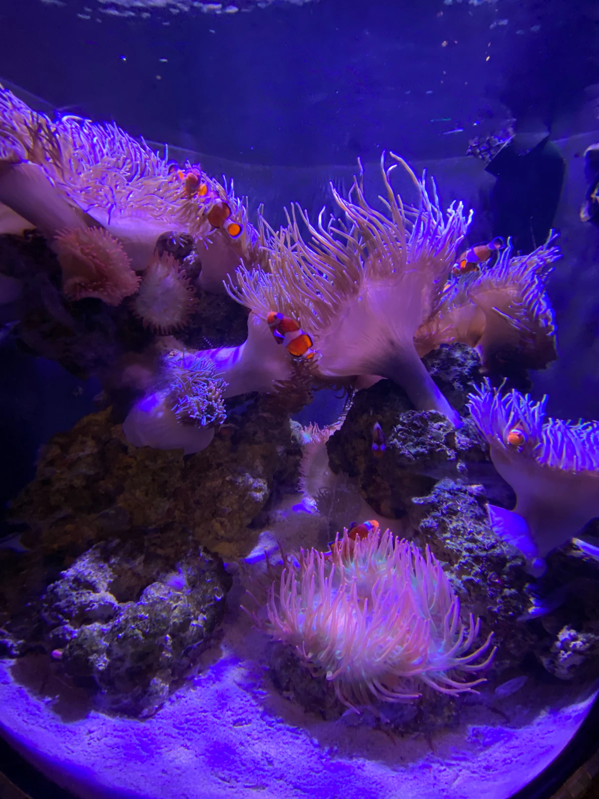 Marine Reef — Living colour & movement