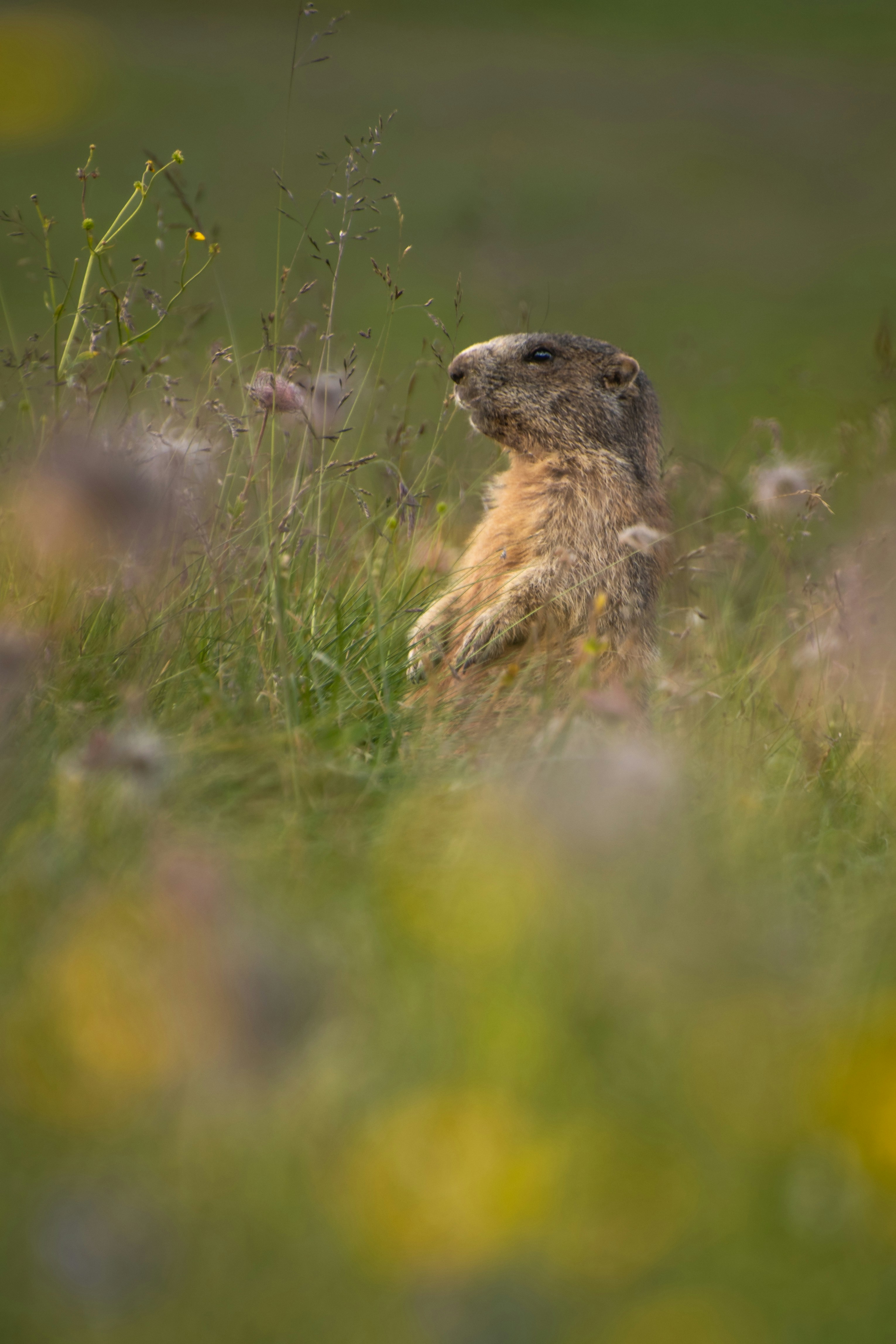 Photo by adialbulescu