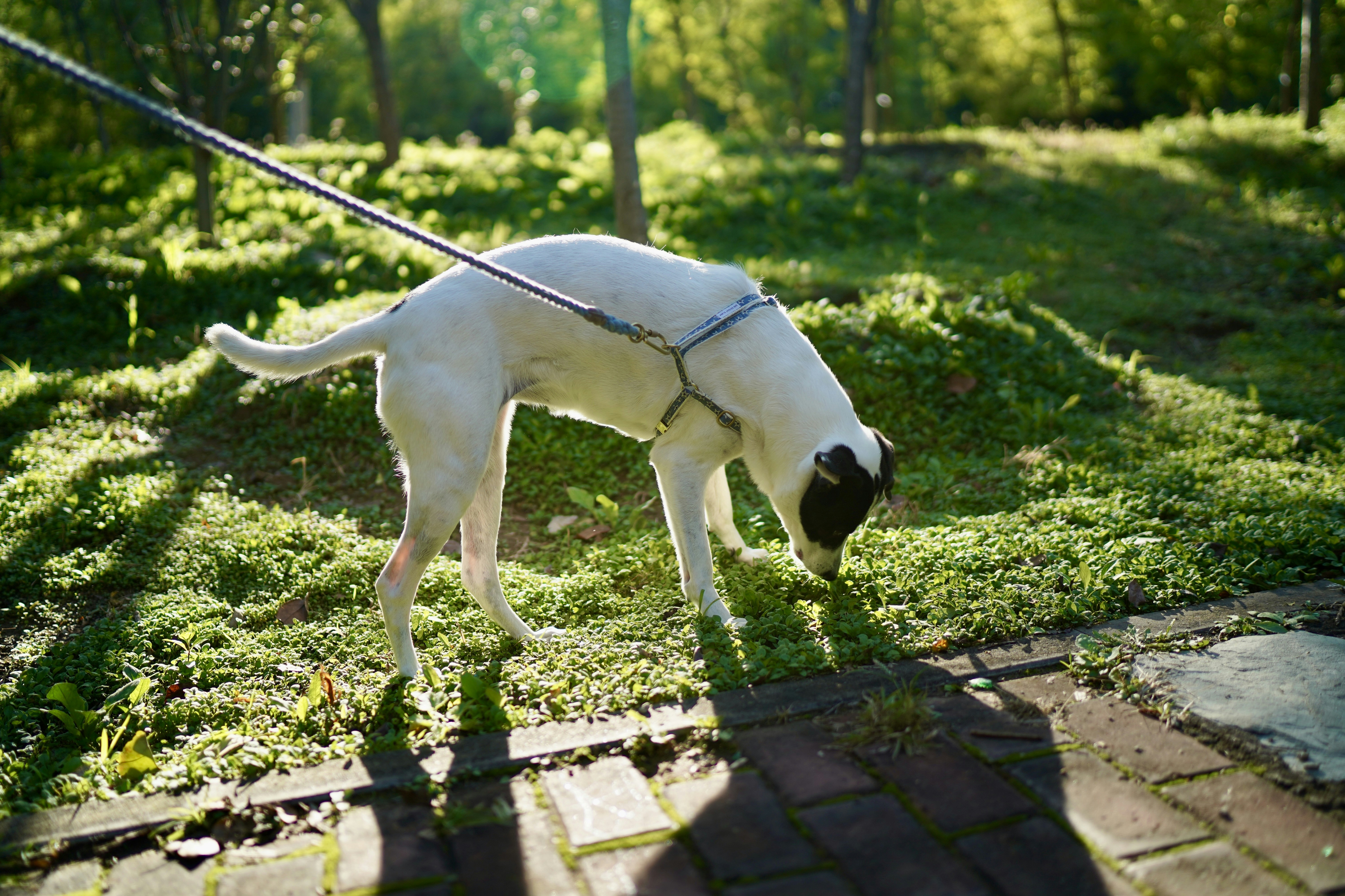 A white dog sniffing grass on a leash.