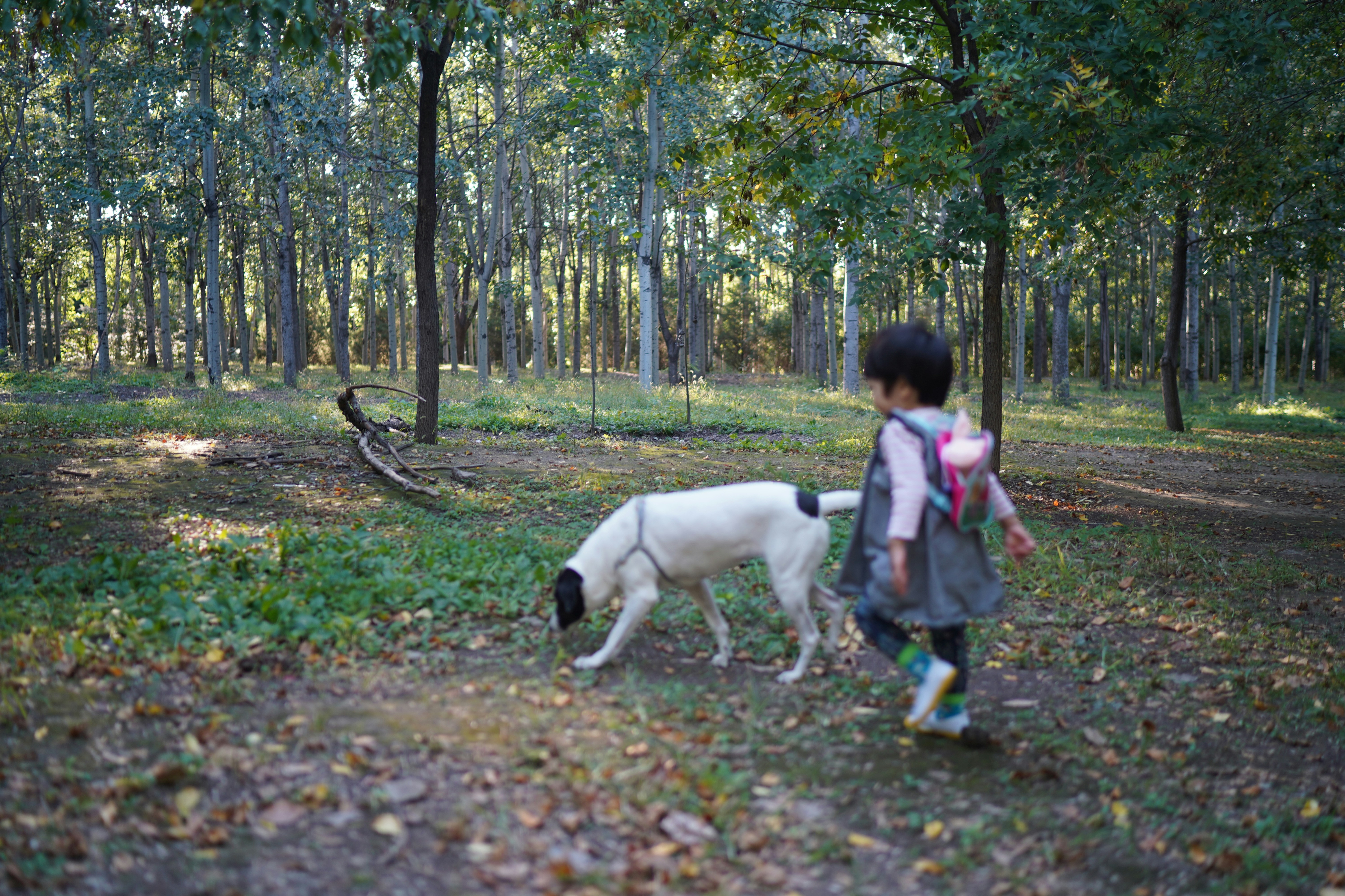 Child with dog walking in a forest