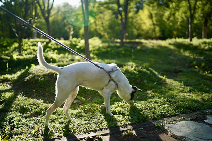 Cane che tira il guinzaglio per annusare l'erba