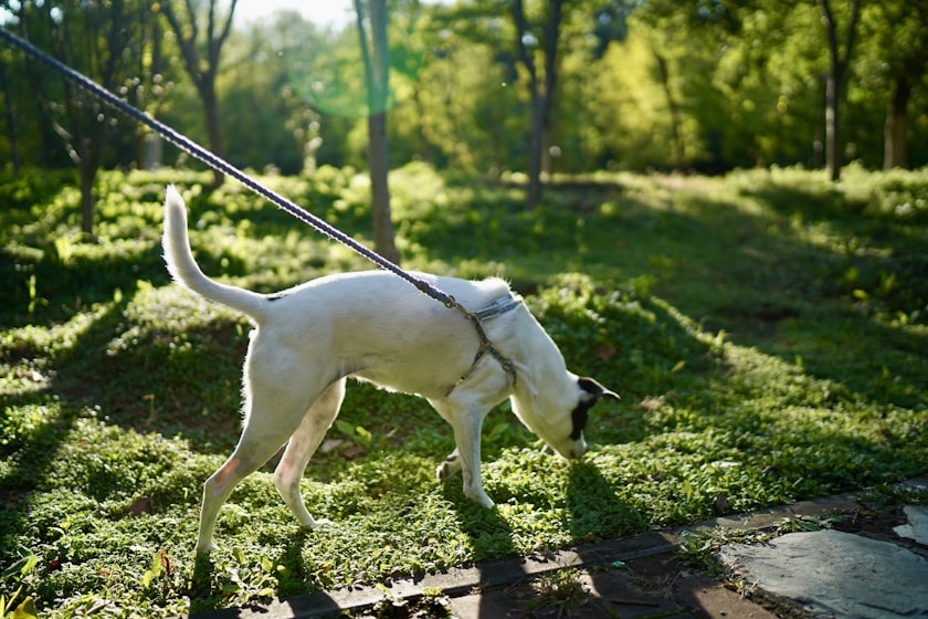 リードをつけて地面のにおいをかぐ犬