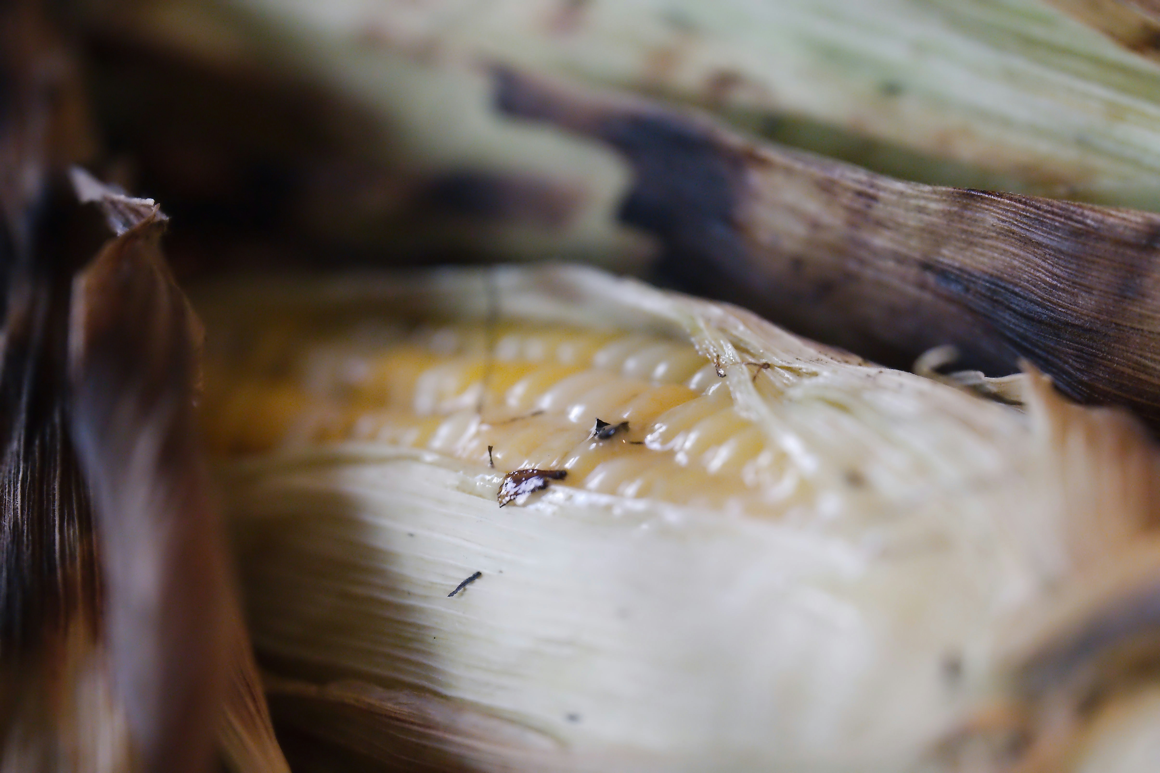 Close-up of corn on the cob with burnt husks.