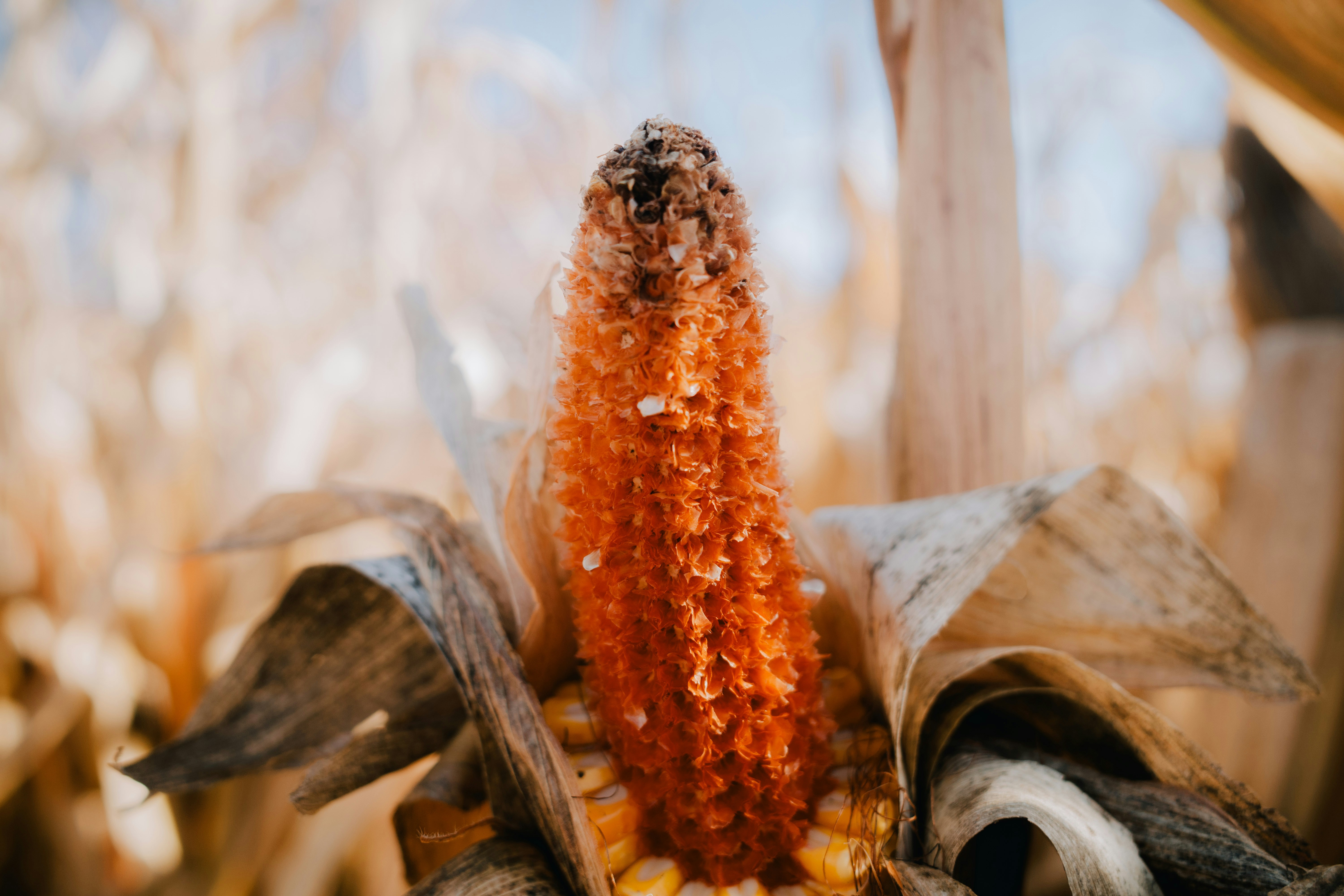 Close-up of a dried corn cob in a field.