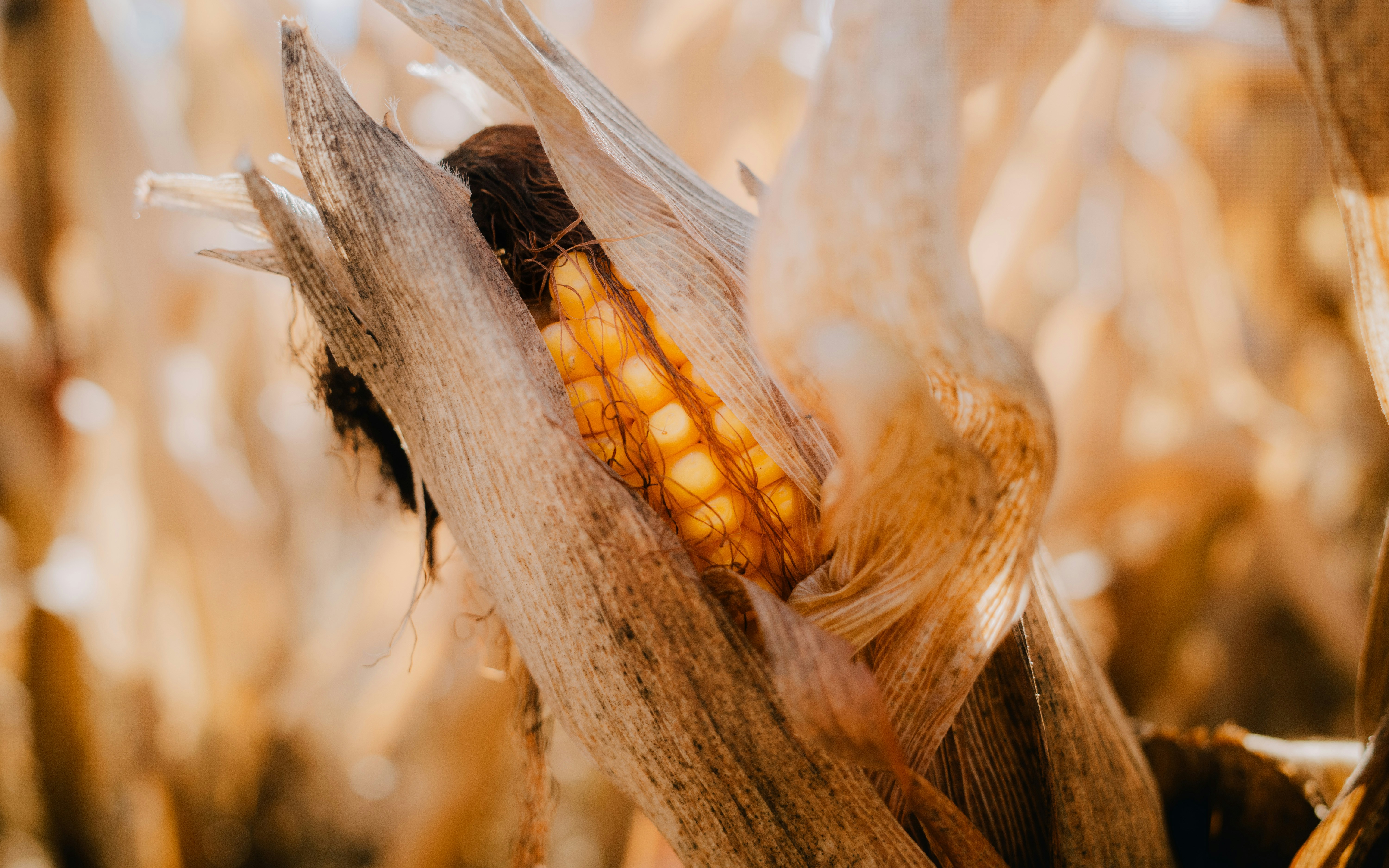 A ripe ear of corn in a dry husk.
