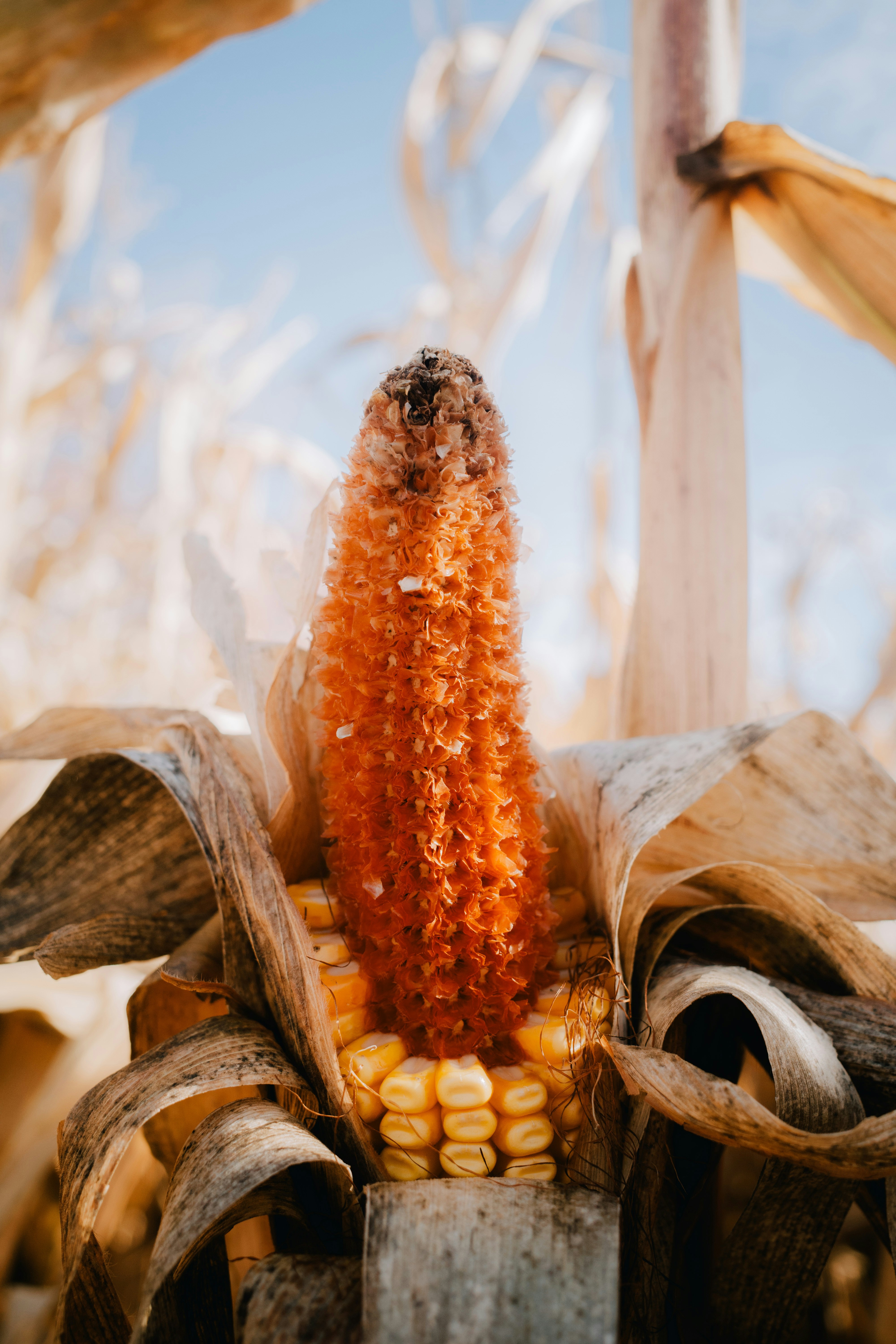 Close-up of a dried corn cob in a field