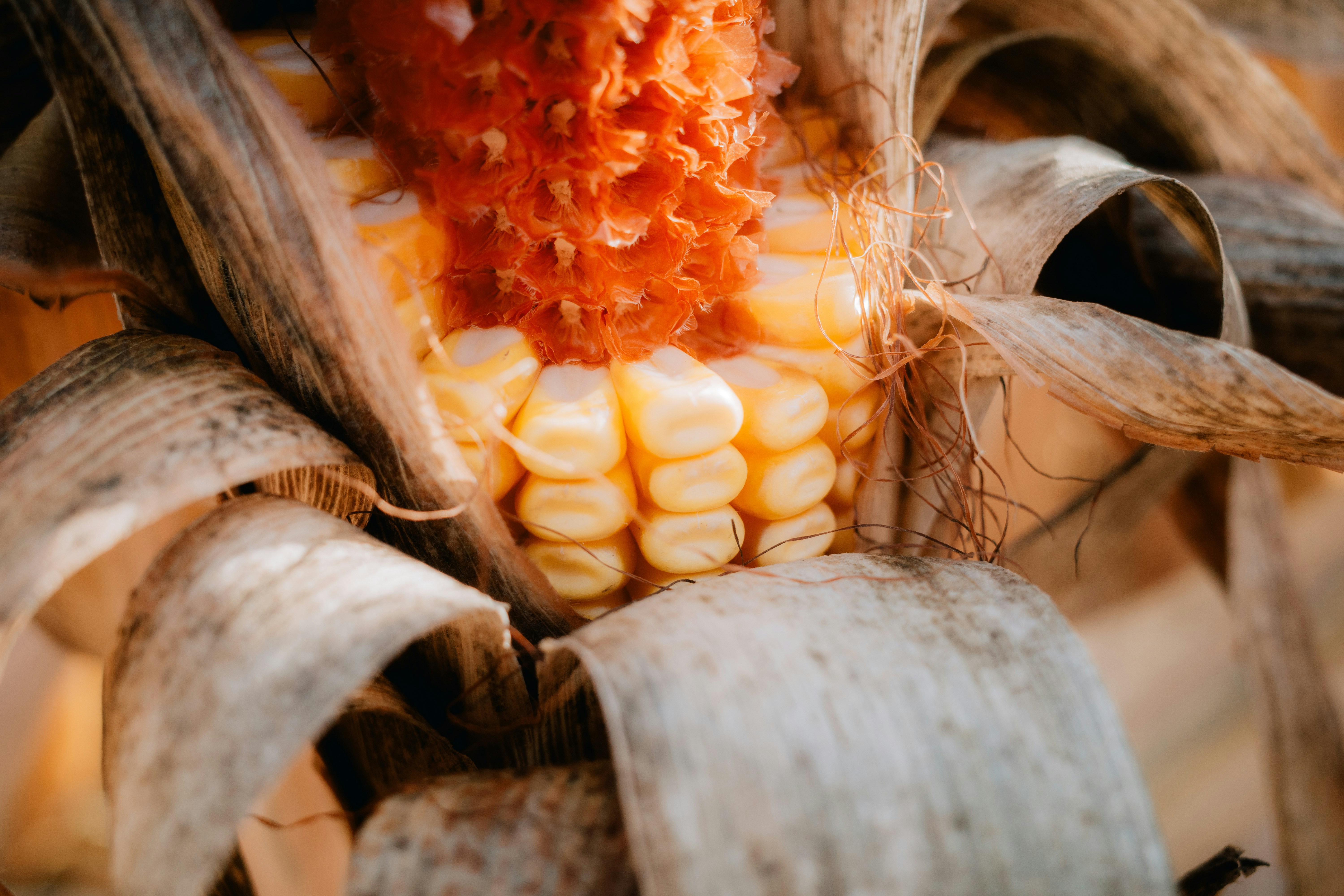 Close-up of a ripe ear of corn with kernels