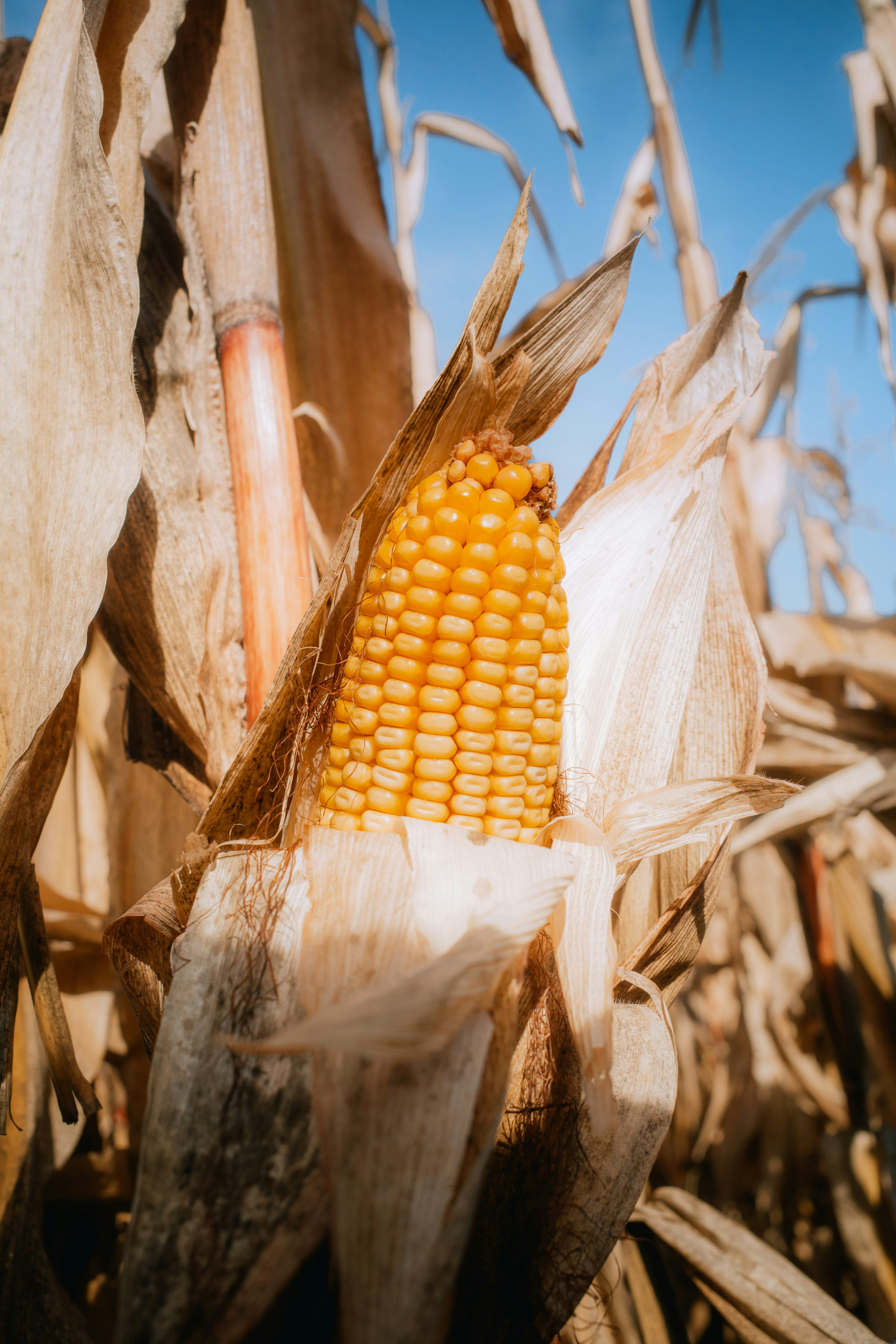 Ripe ear of corn on the stalk