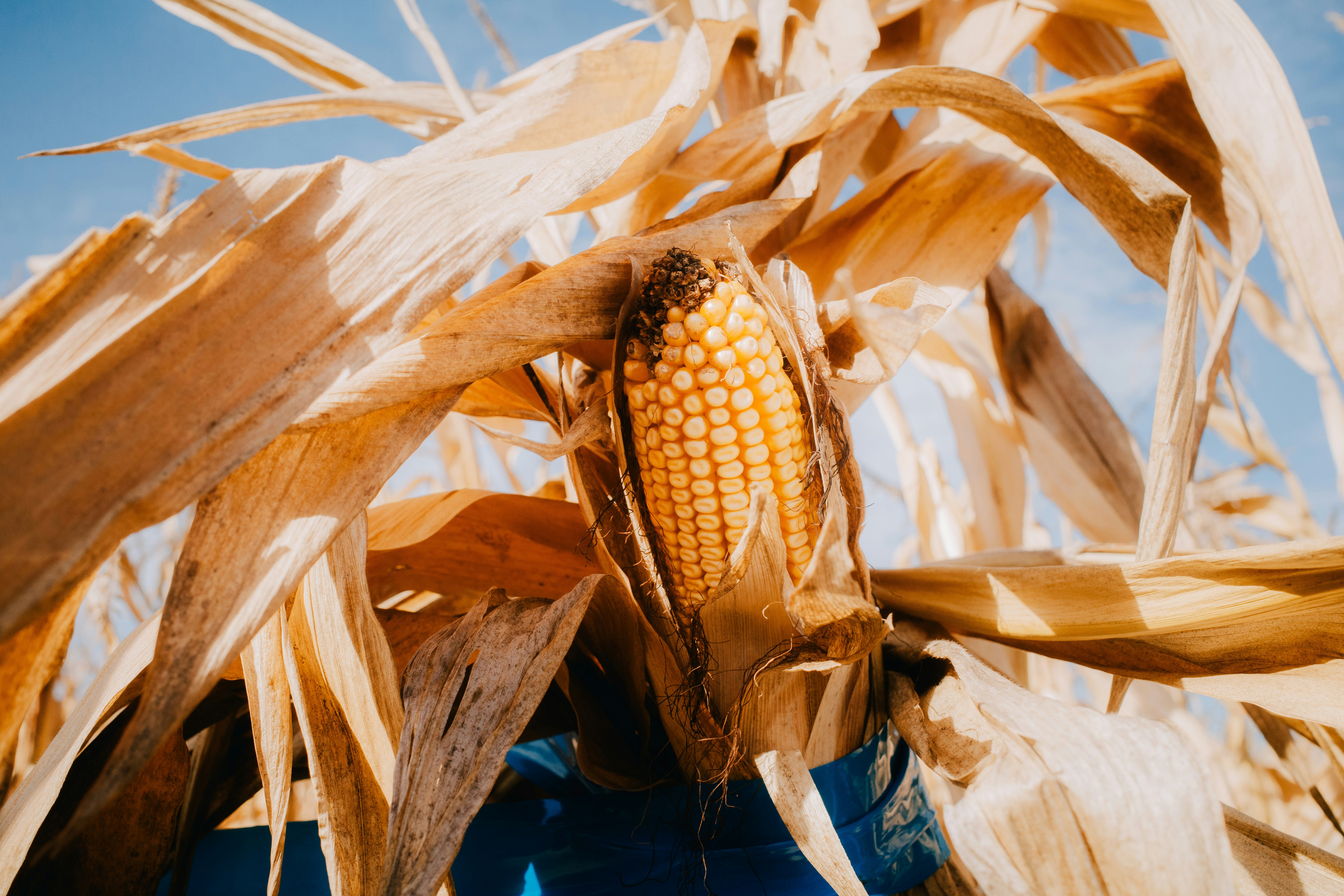 A ripe ear of corn on the stalk