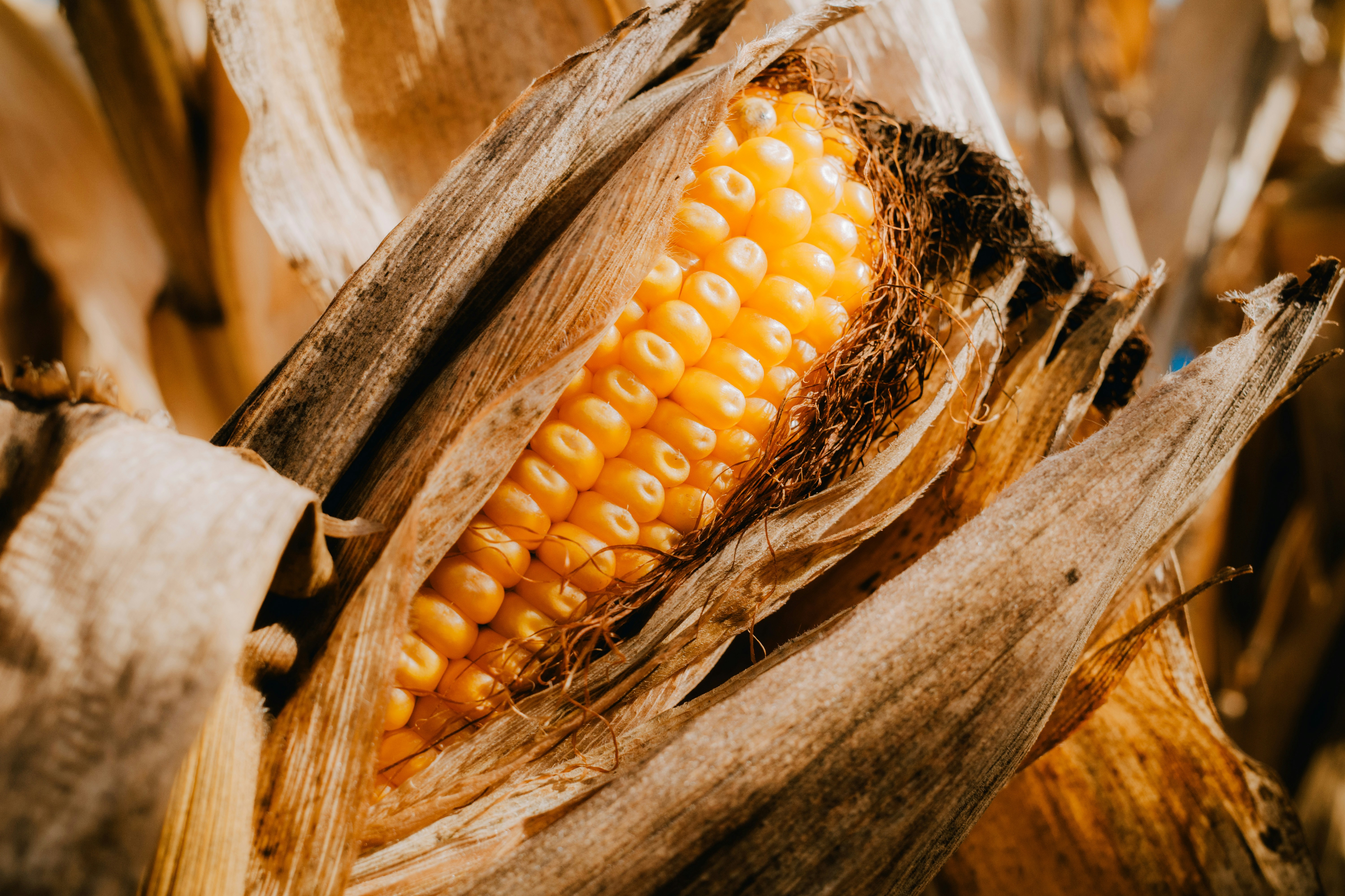 A ripe ear of corn with dry husks.