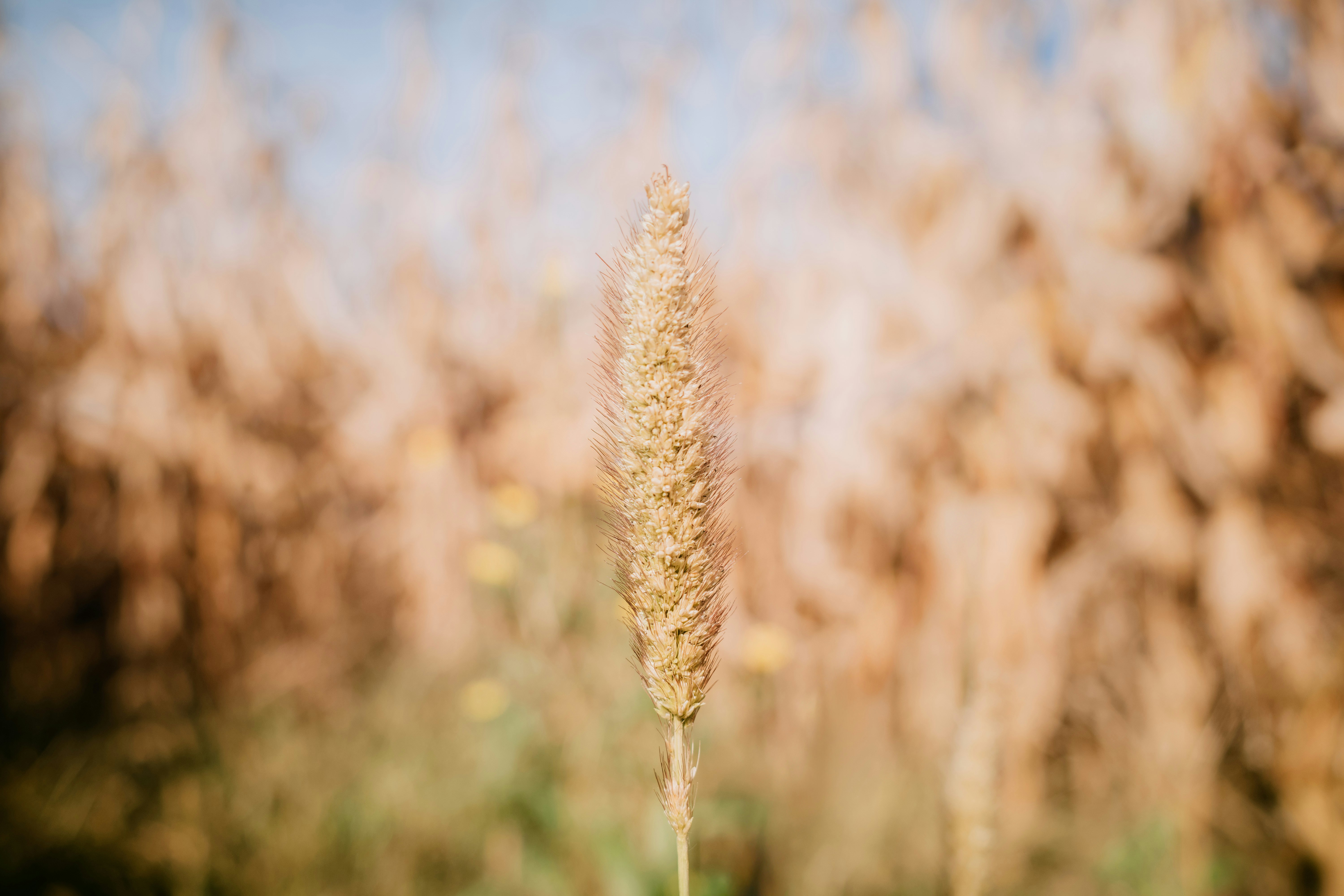Close-up of a single wheat stalk in a field.