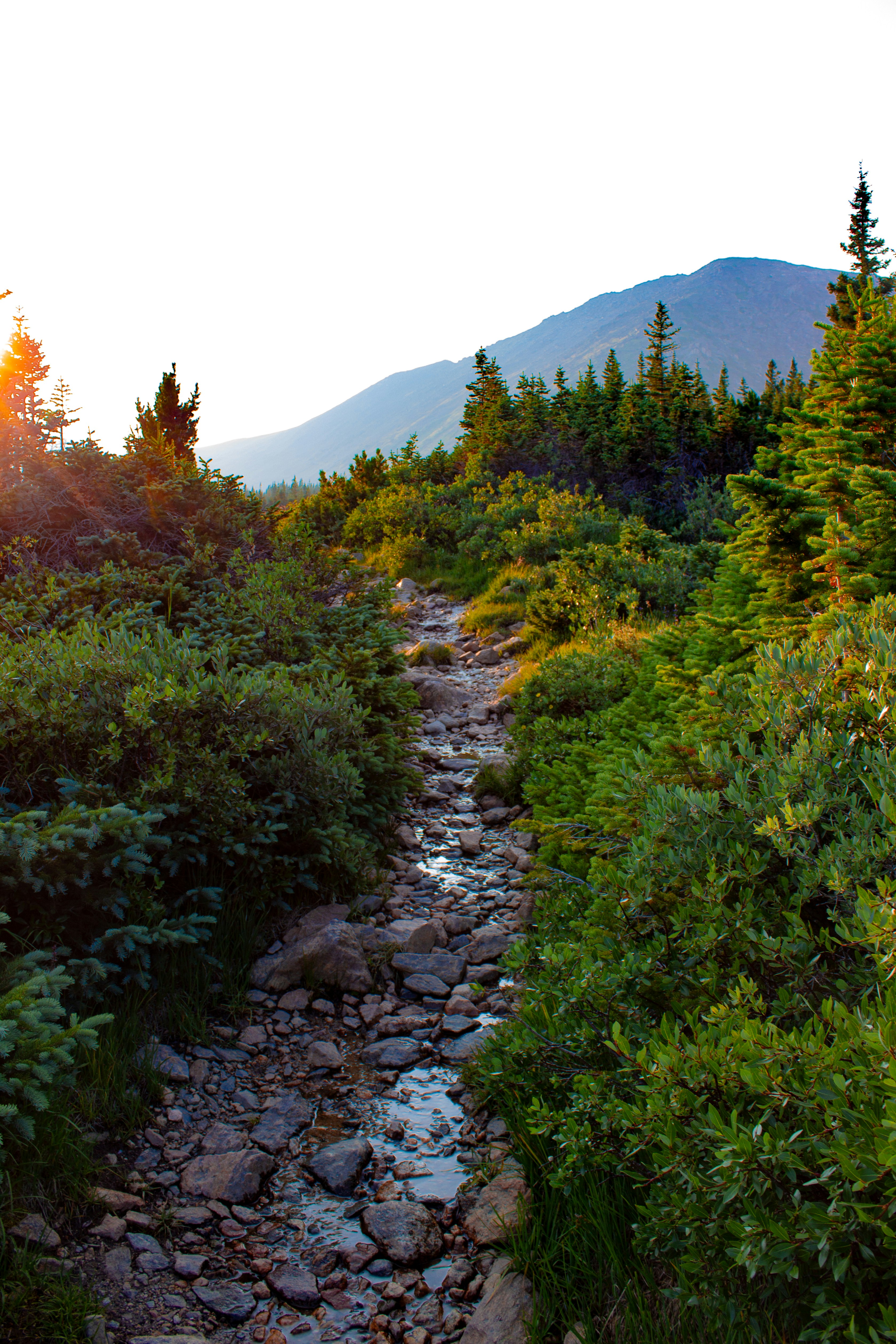 Rocky mountain trail through lush green forest