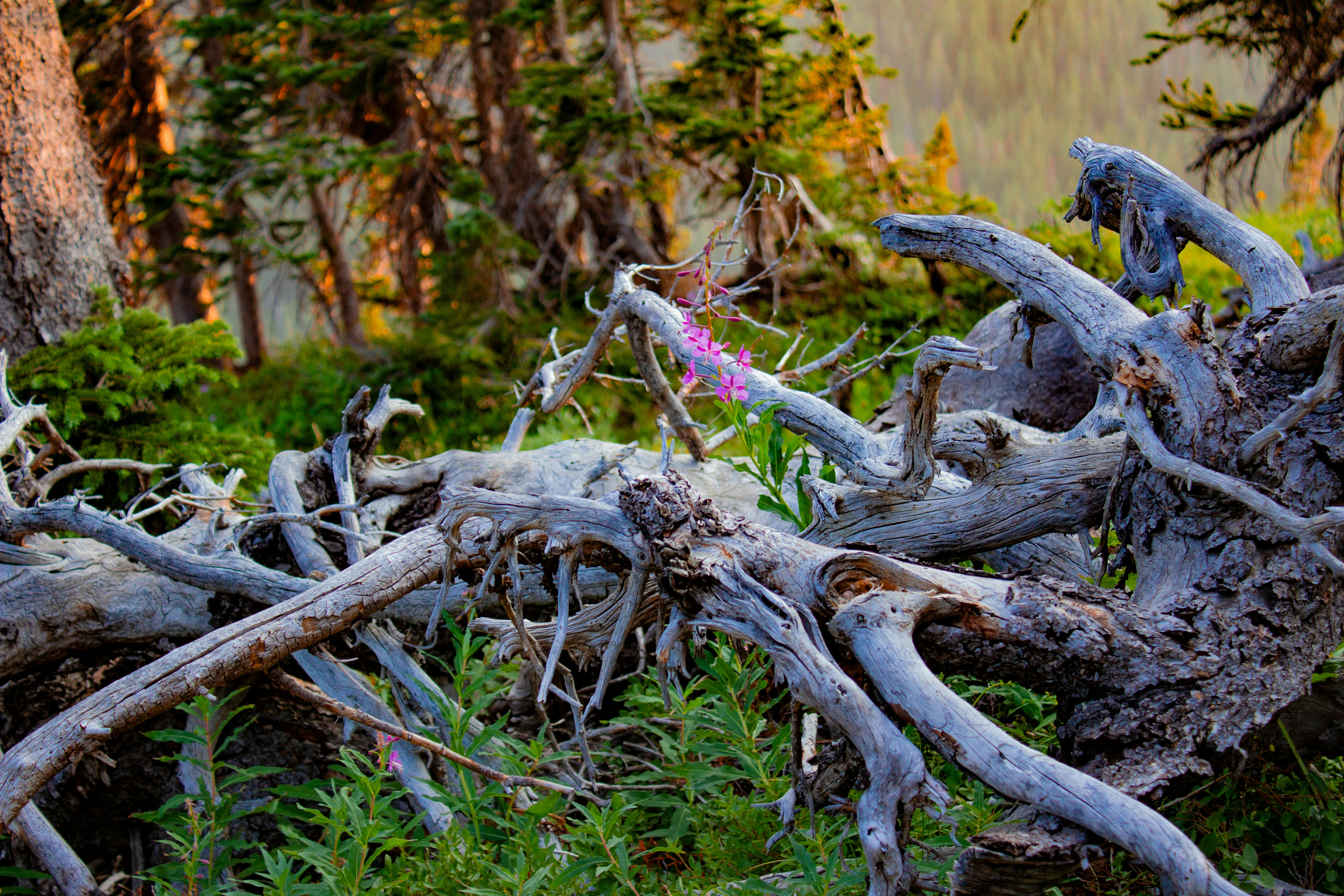 Gnarled driftwood and green foliage in a forest
