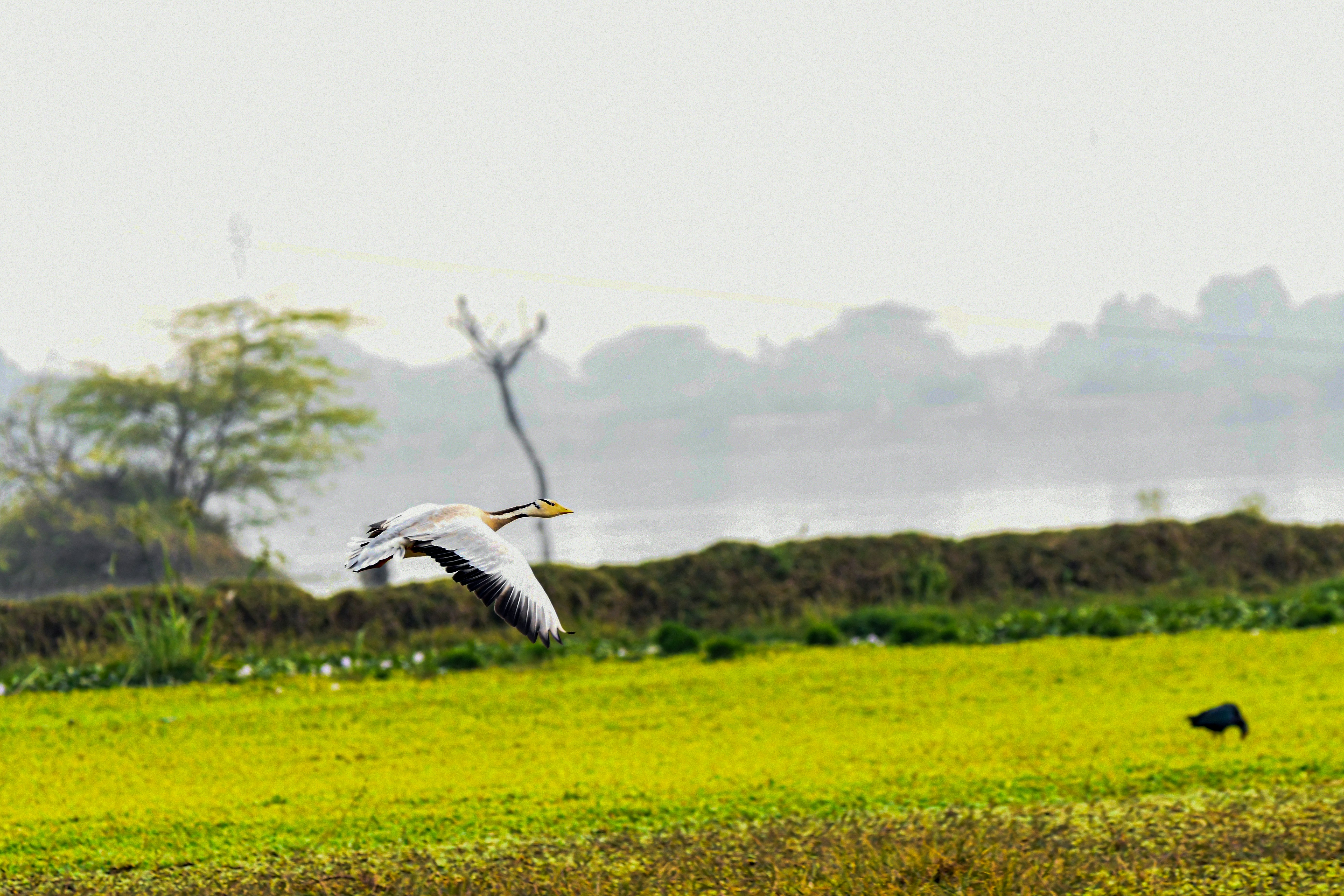 A bird flies over a grassy field near water.