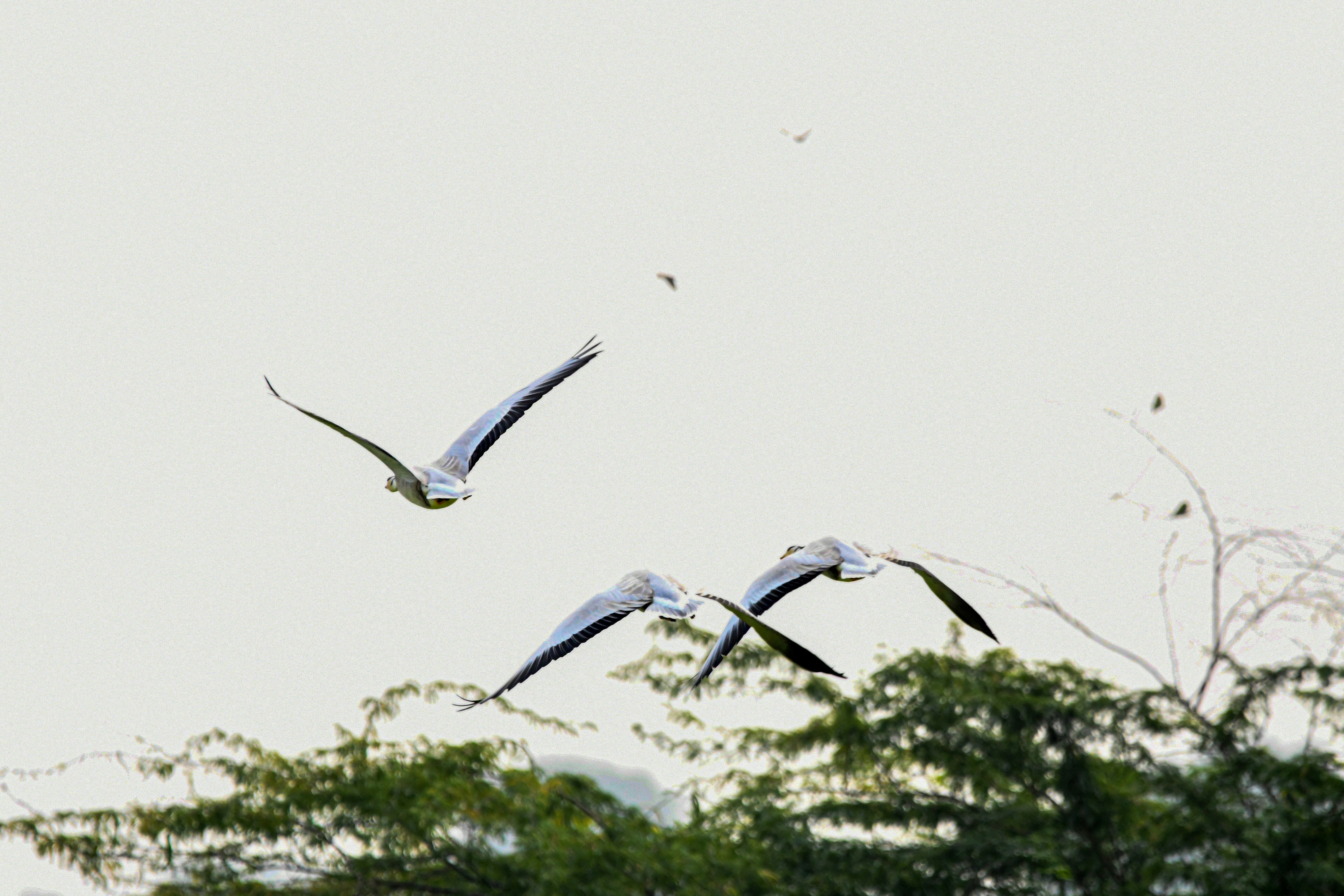 Zero‑Downtime Schema Migrations: What Cloud Teams Are Doing in 2026