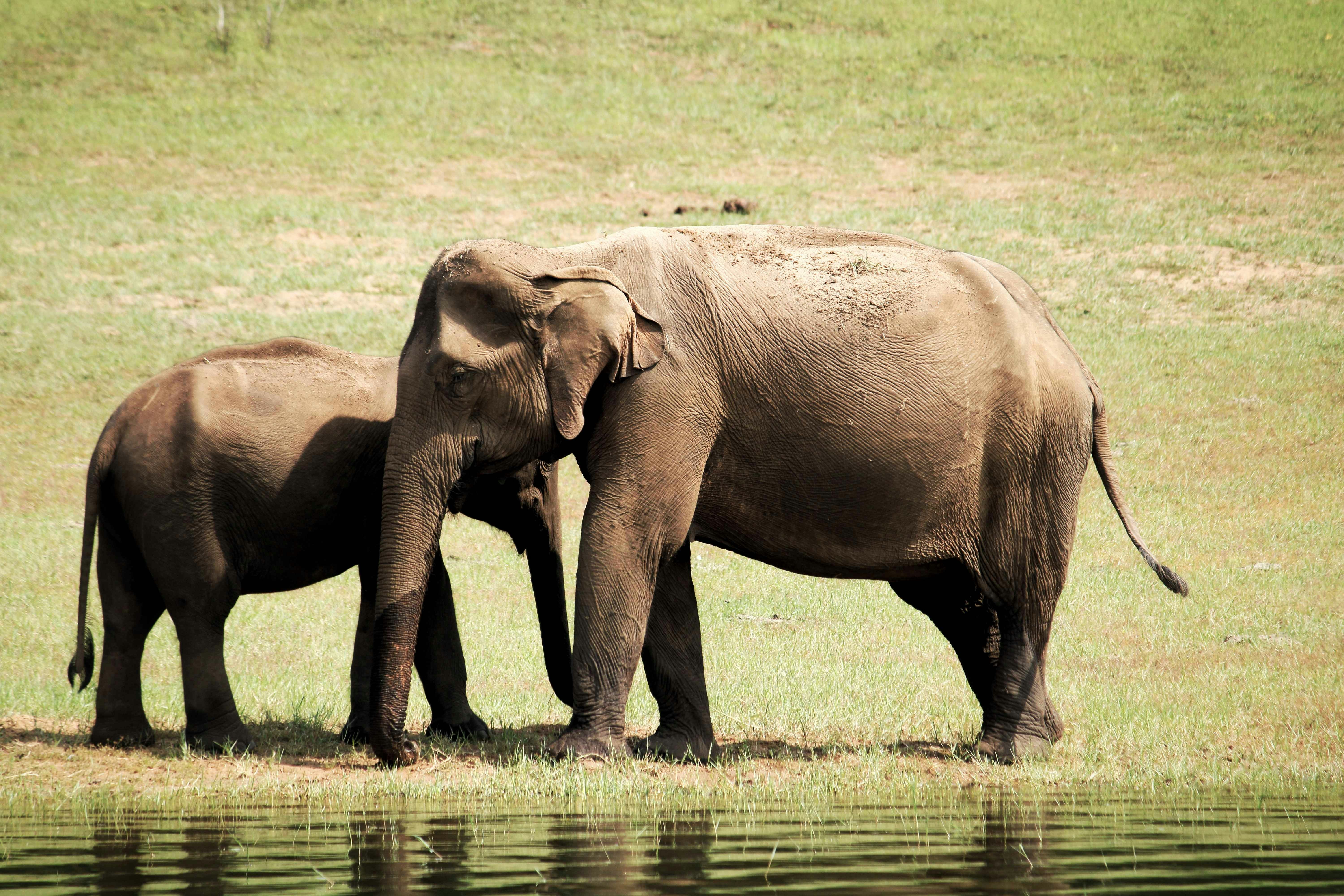 Elephant herd near water