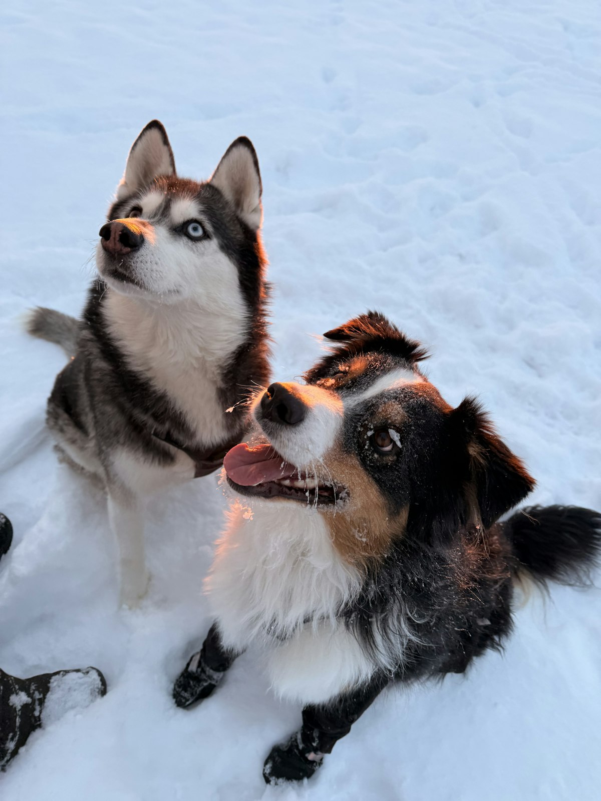 Two dogs sitting in the snow looking up at their owner