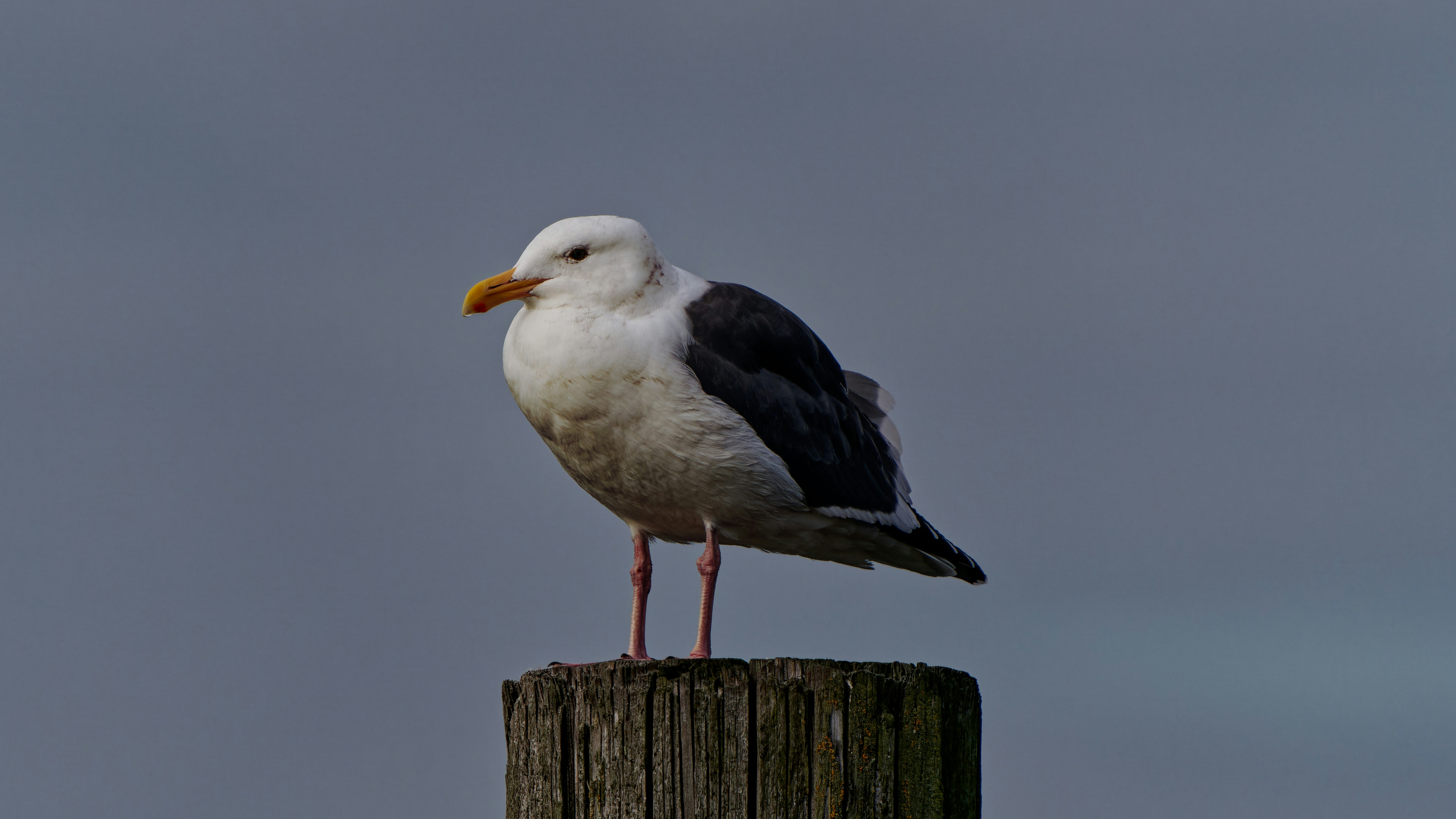 Photo by patrickbigelow_zoom_in