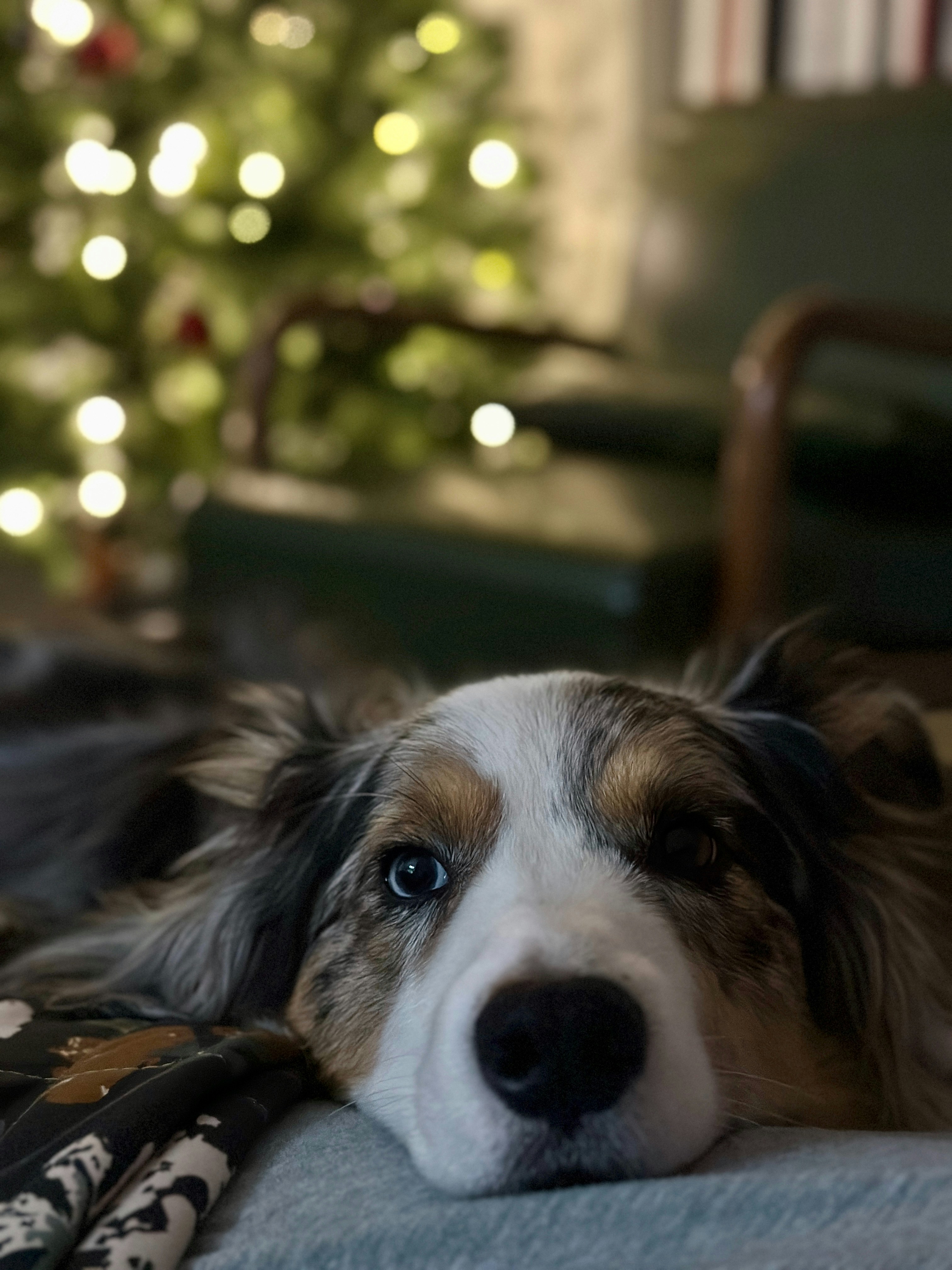 犬がぼやけたクリスマスツリーの前で休んでいる。