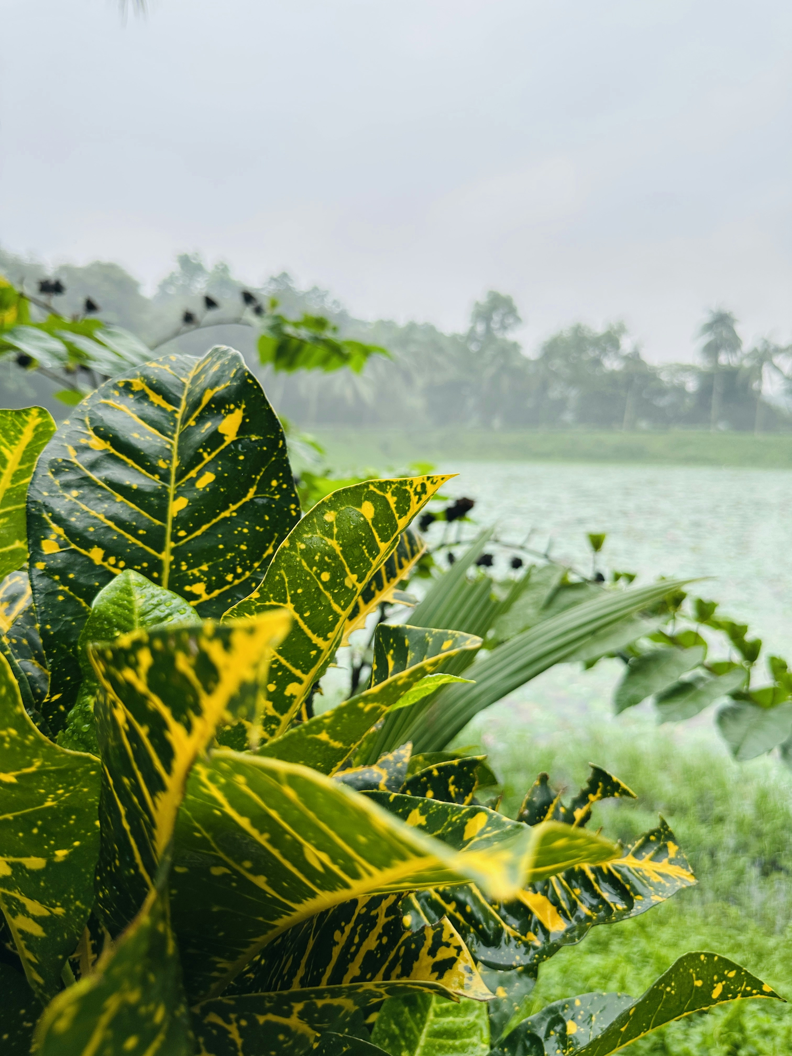 Photo by ashiqul7237