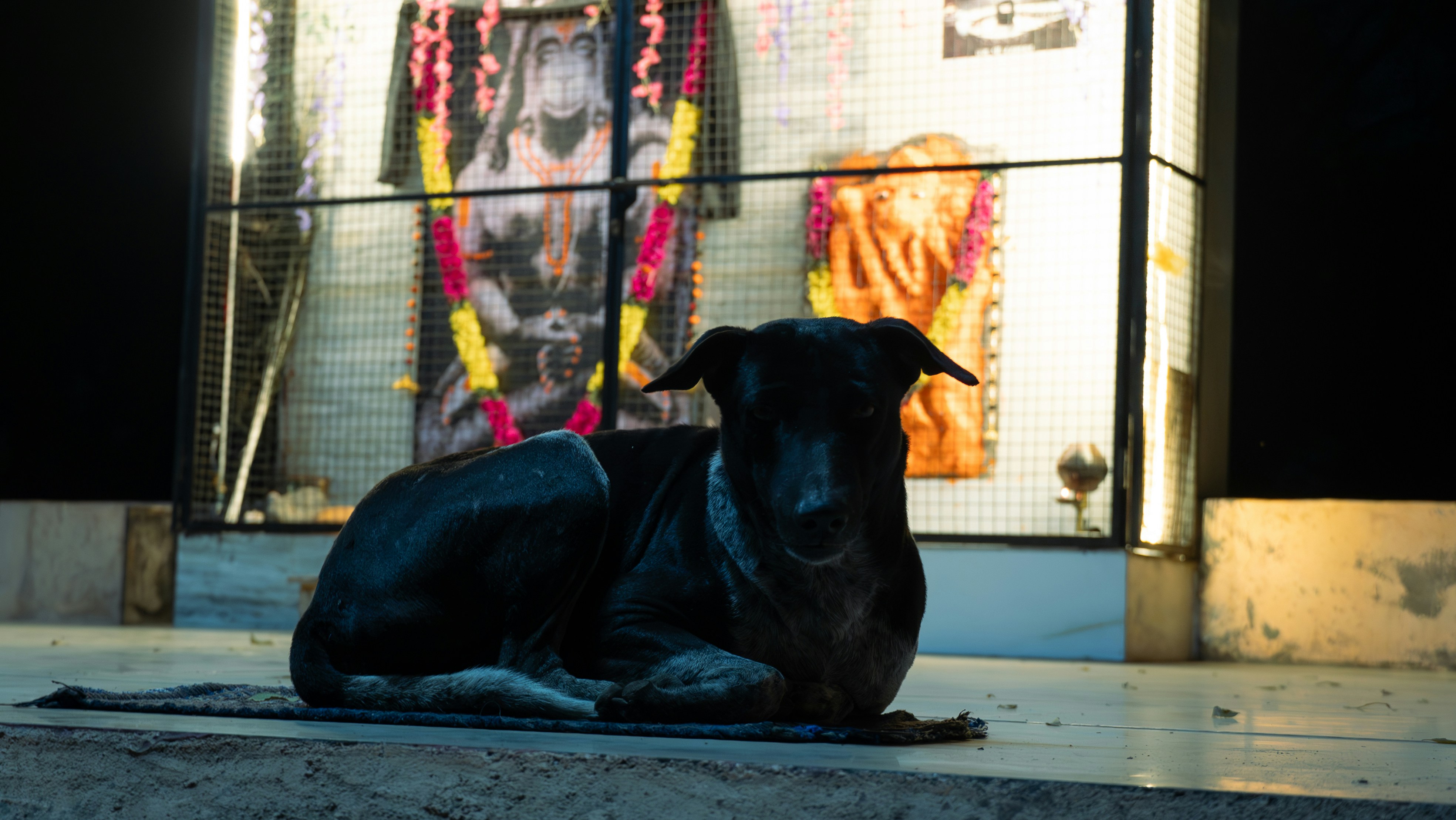 A black dog rests in front of a shrine.