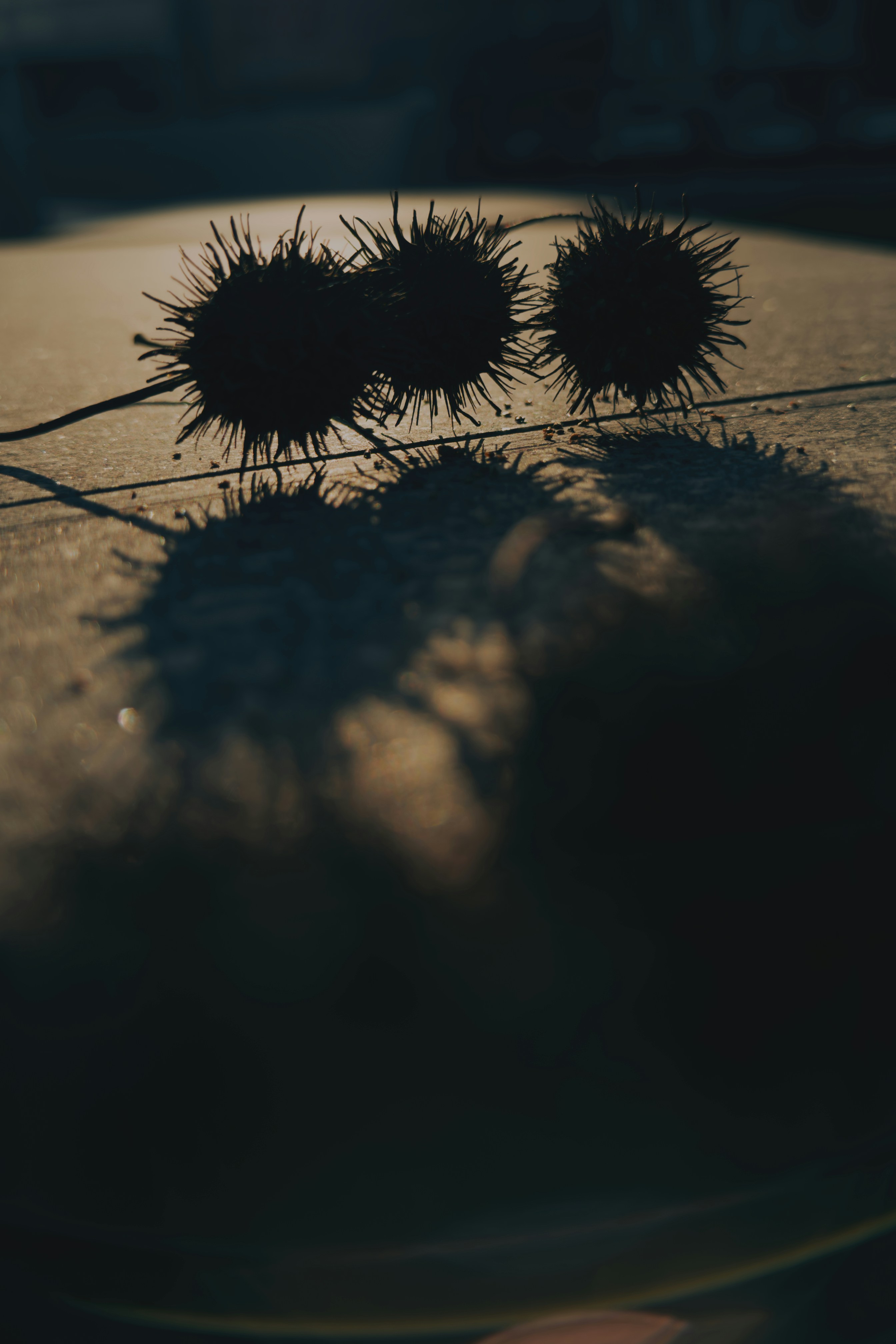 Three spiky seed pods casting shadows on a surface