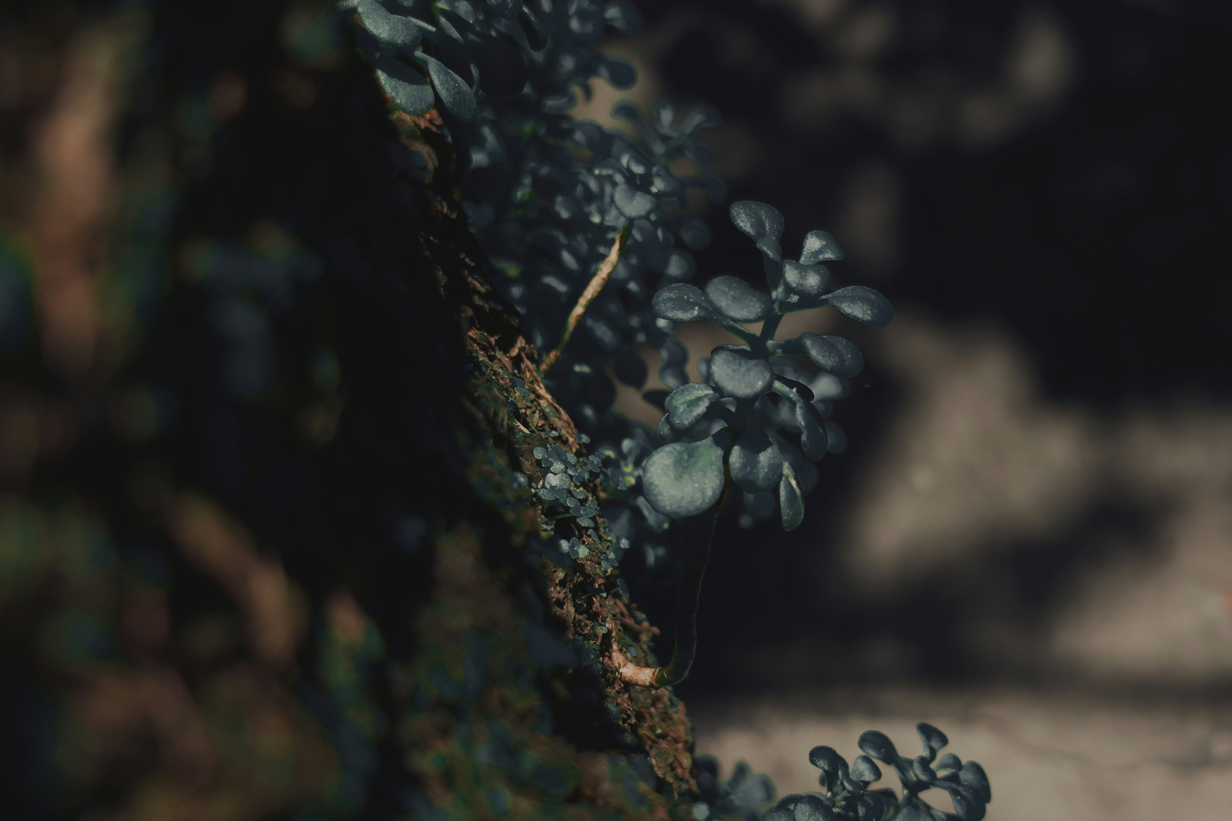 Close-up of dark green leaves on a textured surface