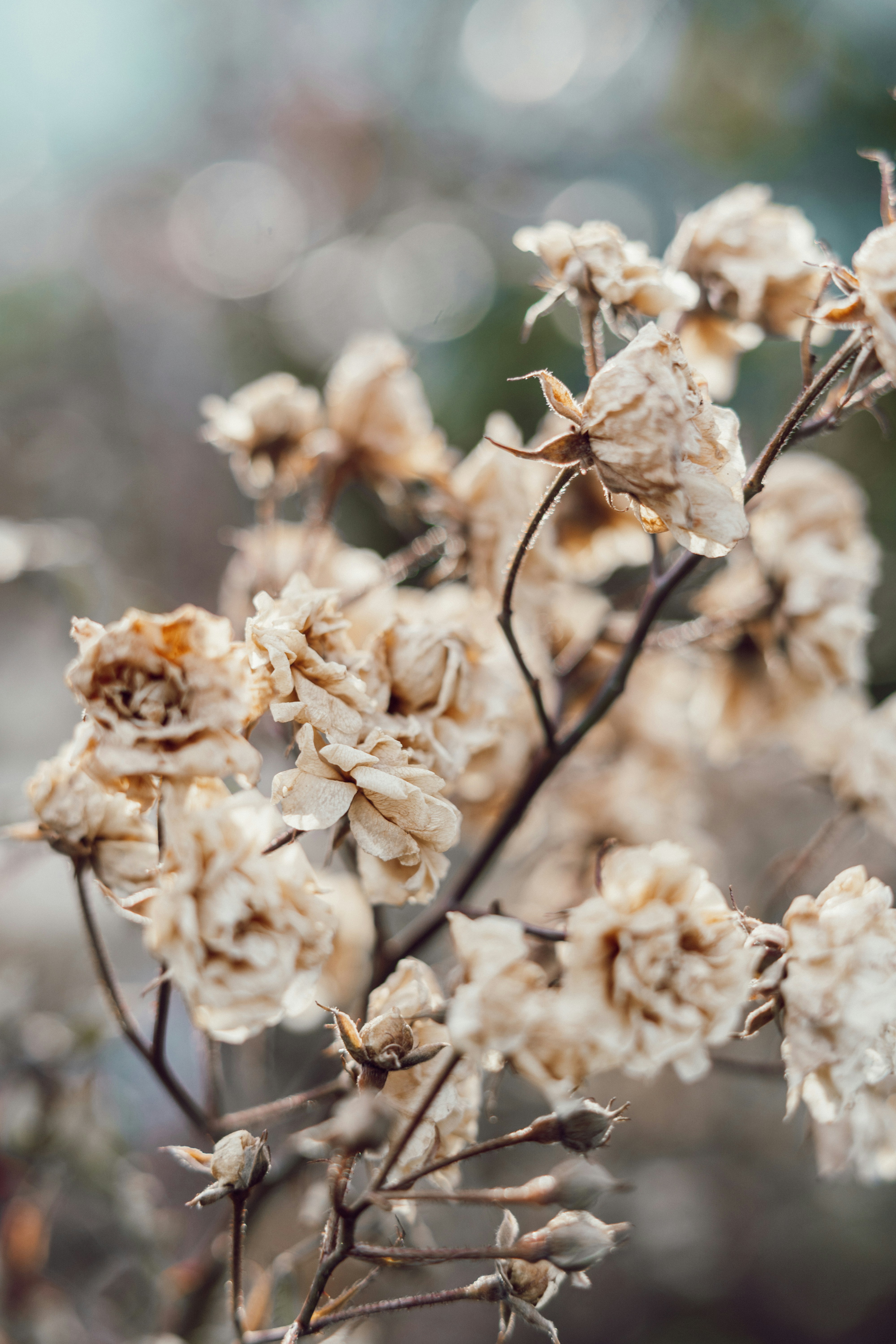 Rose secche su un ramo con sfondo bokeh