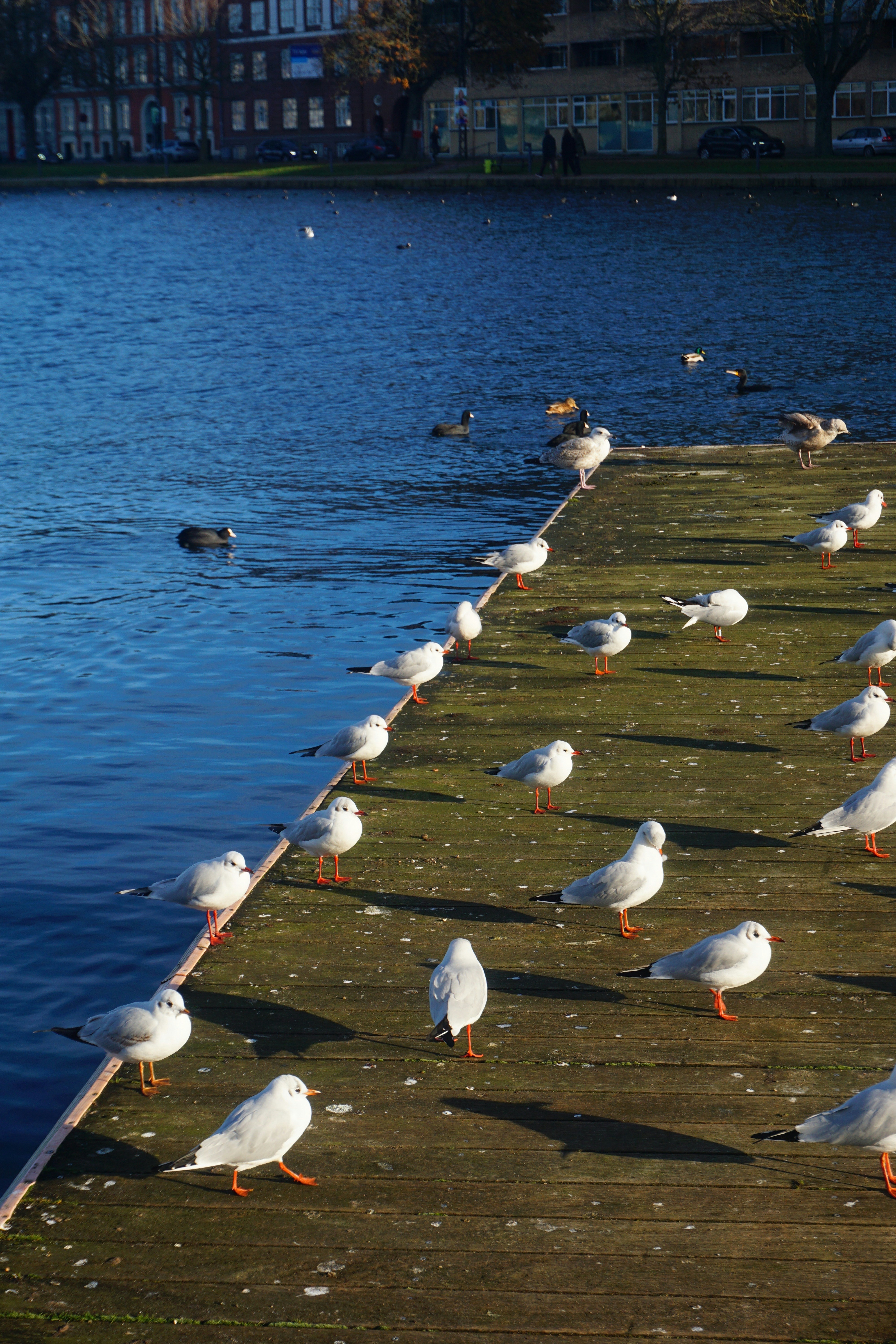 Photo by mihaisolomon