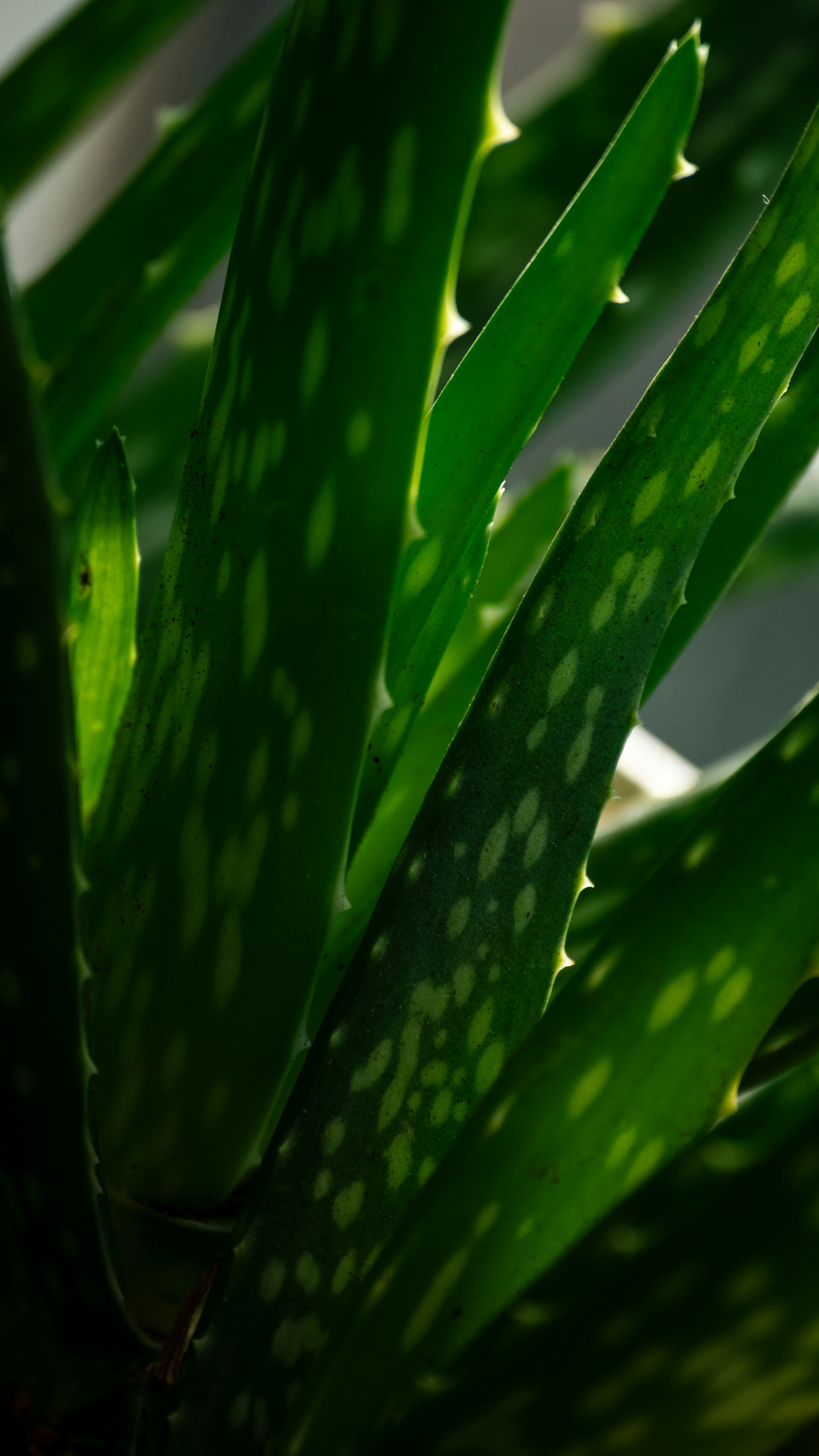 Close up of vibrant green aloe vera plant leaves.