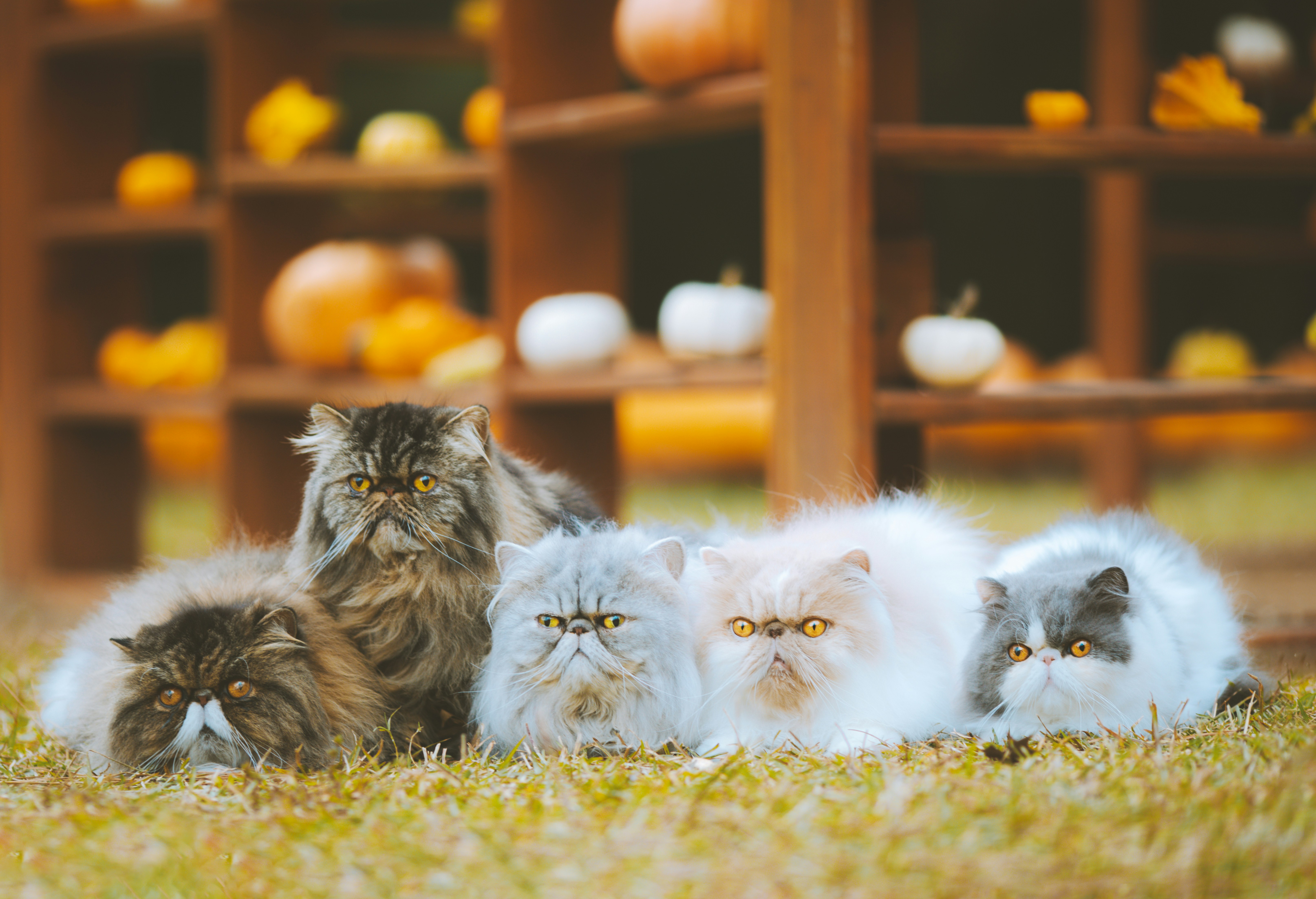 Five fluffy cats sitting on grass with pumpkins