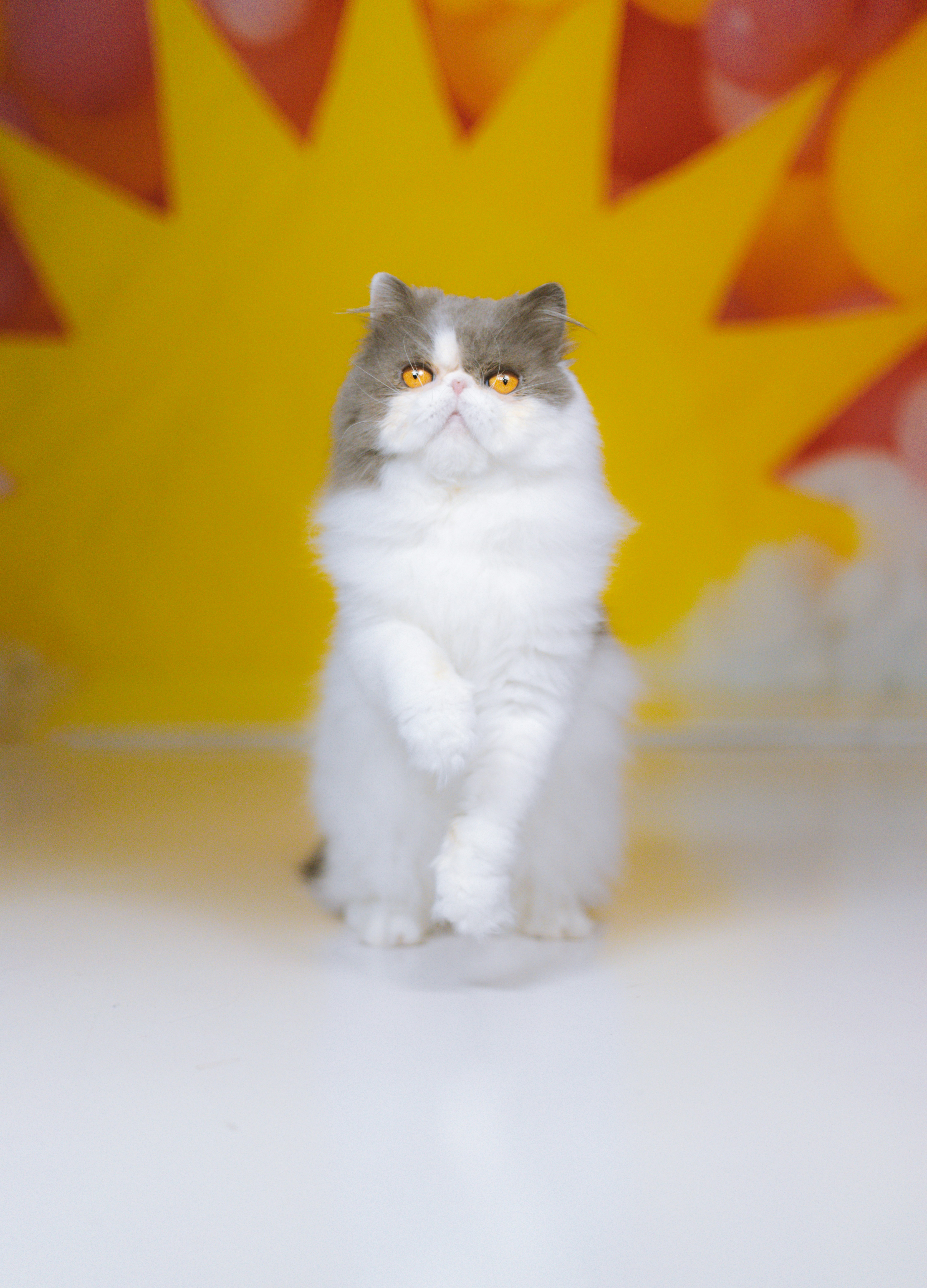 A fluffy cat sits upright with one paw raised.