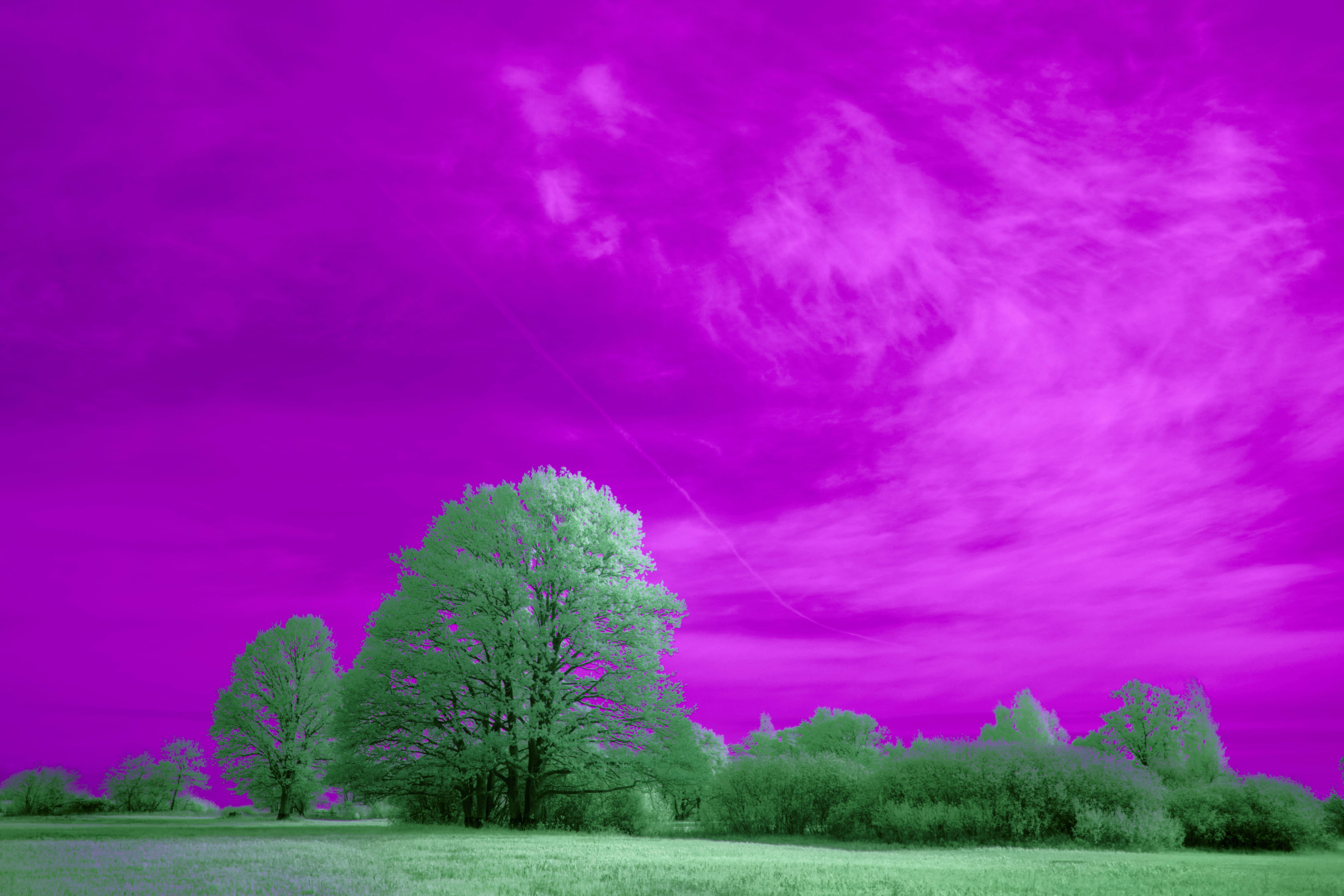 Photo by wolfgang_hasselmann