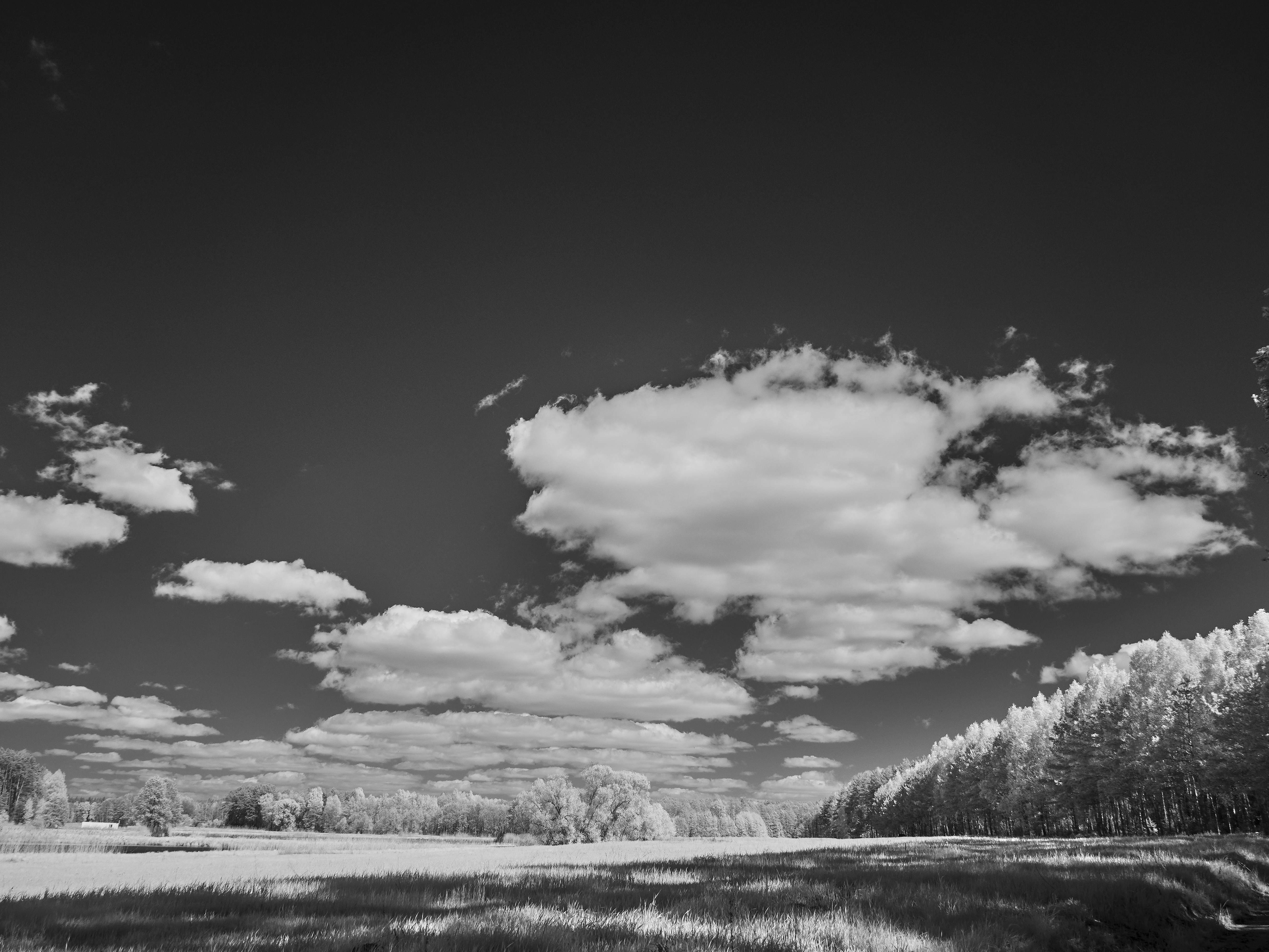 Photo by wolfgang_hasselmann