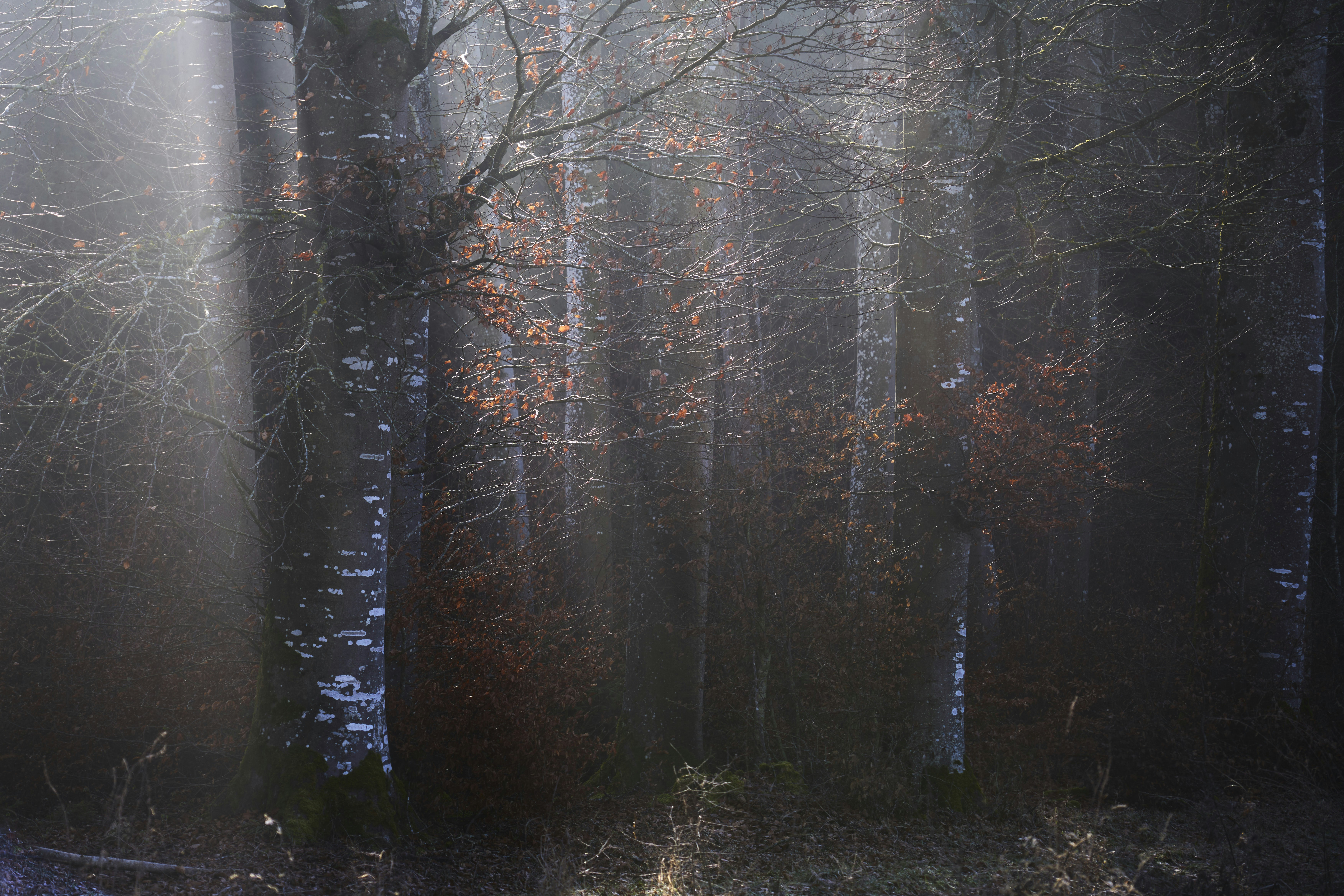 Photo by wolfgang_hasselmann