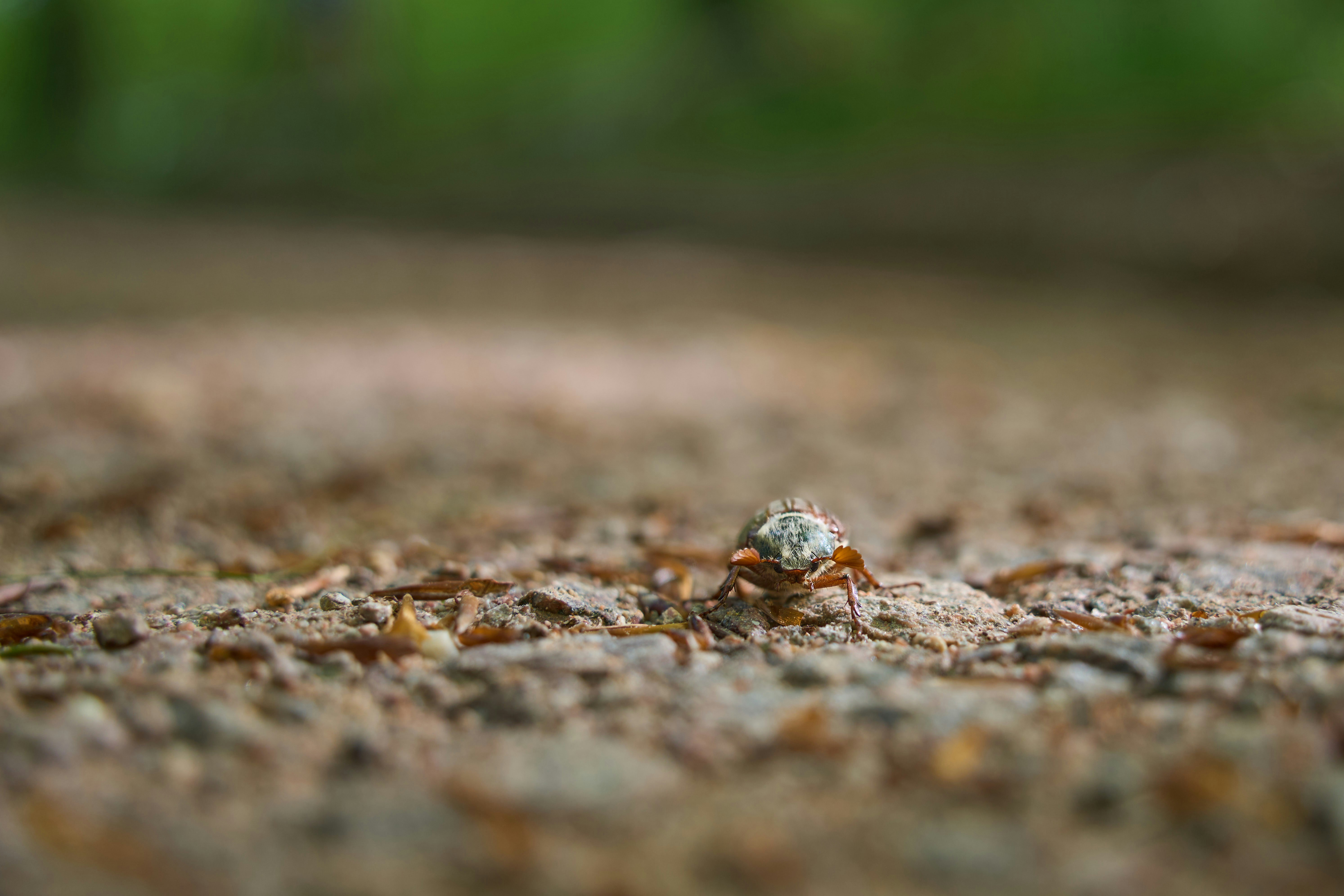 Photo by wolfgang_hasselmann