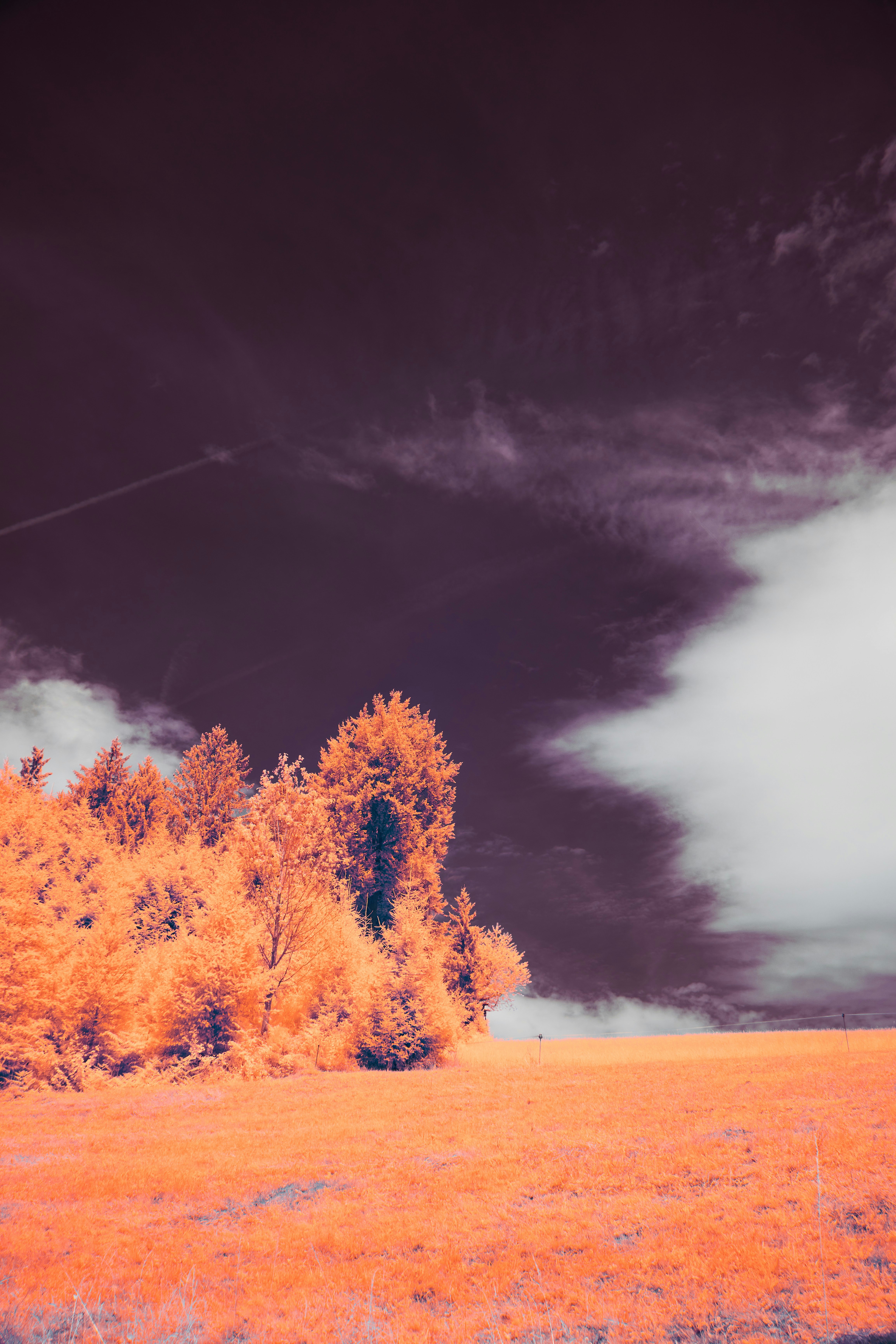 Photo by wolfgang_hasselmann